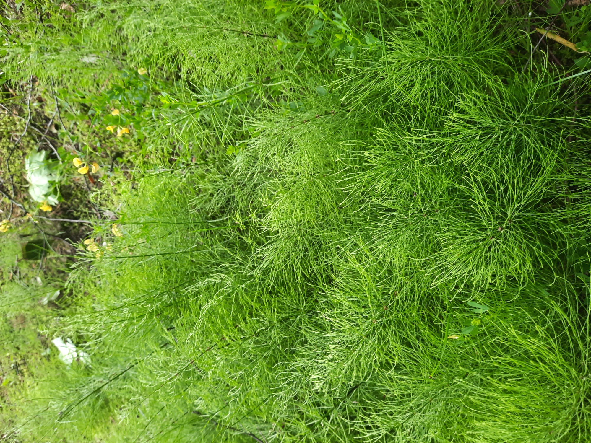 The image shows a dense ground cover of vibrant green horsetail plants. The plants are characterized by their slender, hollow stems and whorls of needle-like leaves, creating a feathery texture. In the background, there are hints of other vegetation, including some small yellow flowers and broader green leaves, as well as some dry twigs and leaf litter. The lighting suggests an outdoor setting, likely in a damp or shaded area where horsetail thrives. The scene is located in Pariečča, Belarus, indicating a natural or semi-natural environment within the city, possibly a park, meadow, or undeveloped area. No people are present, and no specific actions or interactions are depicted.