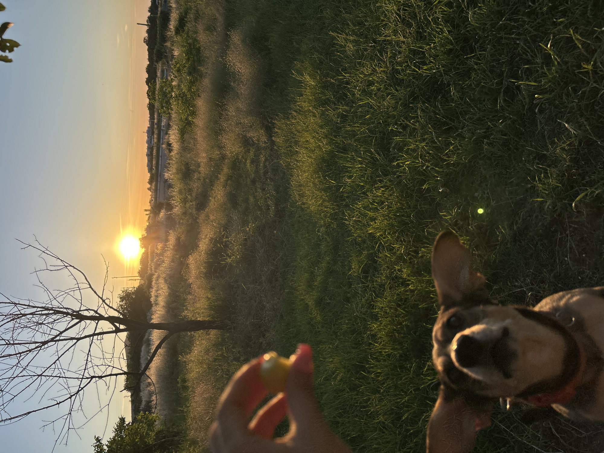 This is a vertical, full-shot image of a park setting at sunset. The sun, low on the horizon, casts a warm golden glow across the scene, illuminating tall grasses that shimmer with light. In the foreground, a person's hand, adorned with pink nail polish, holds a small yellow object, possibly a treat. To the right, a dog, likely a beagle mix with brown and tan markings and floppy ears, looks directly at the camera with a playful expression, its head tilted and ears perked. The dog wears a red collar. In the middle ground, a bare, leafless tree stands starkly against the sunlit landscape. In the background, distant trees and some structures are visible under the clear, pale blue sky. The overall mood is serene and joyful, suggesting an outdoor activity like playing with a pet. The time of day is clearly sunset due to the low sun and the warm, diffuse lighting.