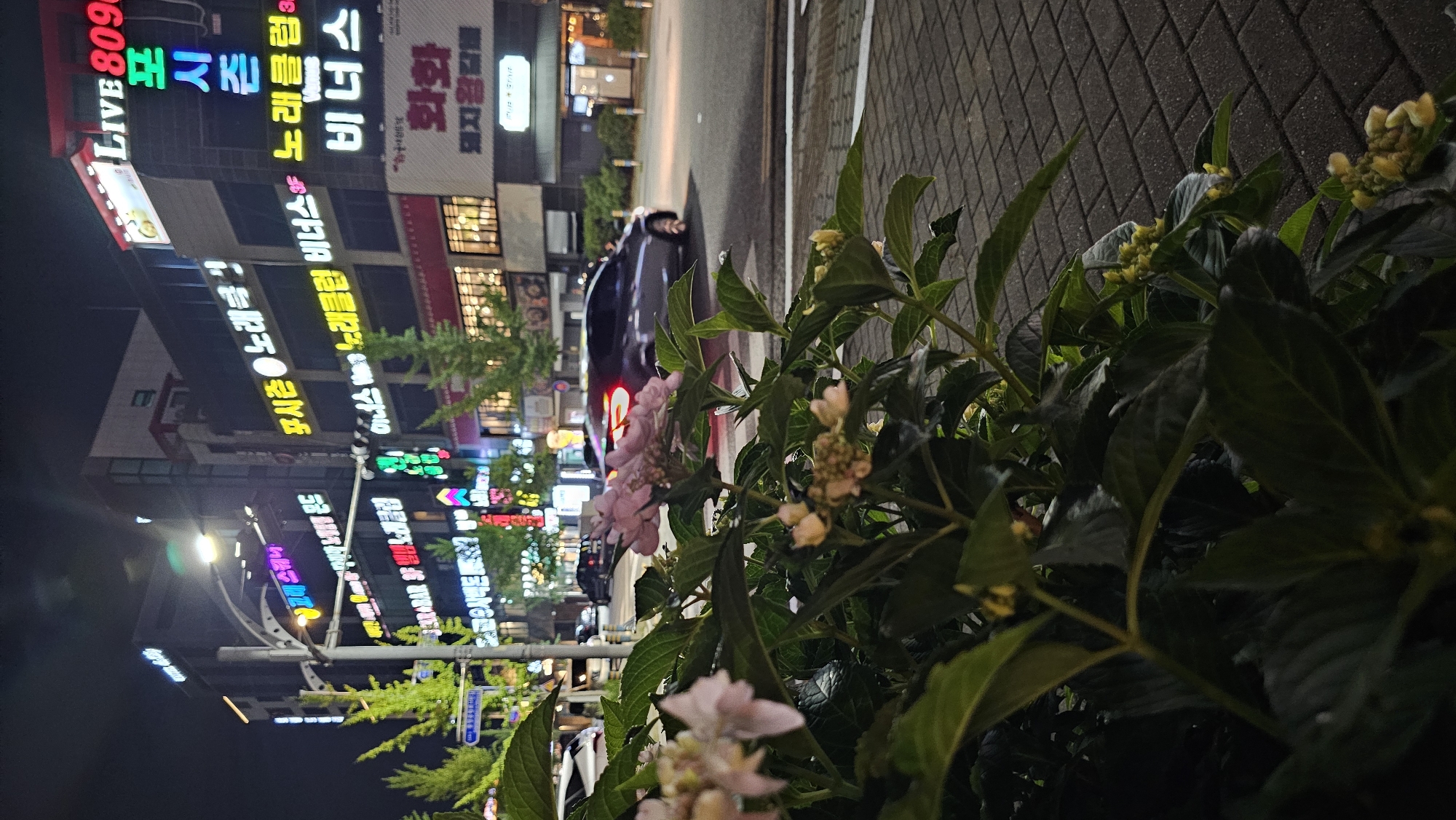 The image captures a night scene on a street in Asan-si, South Korea, characterized by vibrant neon signs and foliage in the foreground. A dark-colored car is visible on the street, with its taillights illuminated. The buildings lining the street are adorned with numerous signs, mostly in Korean, advertising businesses such as "LIVE 809," "포시즌 노래극" (Four Seasons Karaoke), "이니스 노래클럽 비너스 3F" (Innis Karaoke Club Venus 3F), and "화화" (Hwa Hwa). The signs create a colorful and lively atmosphere, typical of a commercial district at night. The foreground is dominated by the lush green leaves and delicate pink and white flowers of a plant, suggesting a temperate climate and possibly the warmer months. The lighting suggests it is nighttime, with the artificial lights of the signs being the primary source of illumination. The perspective is from a low angle, looking up towards the signs and buildings, with the plant occupying the right side of the frame, creating a sense of depth. The overall impression is one of a bustling urban environment at night, softened by the presence of nature.