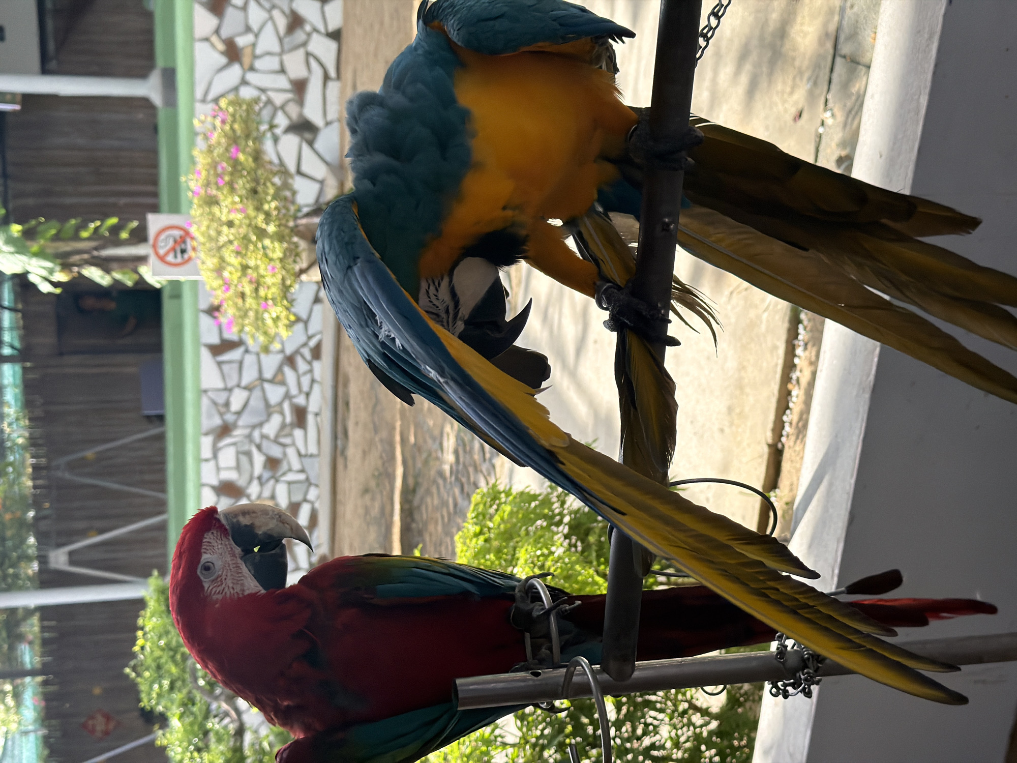The image displays two vibrant macaws interacting with metal perches in an outdoor setting, likely an aviary or park in Phước Hải, Vietnam, during the daytime under clear, sunny weather.
In the upper central portion of the frame, a Blue and Gold Macaw, characterized by its bright blue upper plumage and golden-yellow underparts, is hanging upside down from a dark metal pole. Its talons are firmly gripping the perch, and its head is visible, showing the distinct white facial patch with fine feather lines and a dark beak. This posture suggests playfulness or stretching.
Below and to the left, a Scarlet Macaw is perched upright on a lighter, silvery metal bar. This macaw exhibits striking red feathers on its body, with blue and yellow visible on its wings and tail feathers. It is positioned looking towards the left, with its head slightly turned, revealing its large, dark eye and part of its beak.
The background features a tiled wall constructed from irregular, light-colored mosaic pieces, a green pole, and lush green foliage with small pink flowers. In the mid-ground, a white "No Smoking" sign is clearly visible, depicting a red circle with a diagonal line through a lit cigarette. Further back, a wooden building or structure is partially obscured by vegetation. Shadows indicate direct sunlight, suggesting it's either morning or afternoon. Metal chains are also seen attached to the perches, consistent with a bird enclosure.