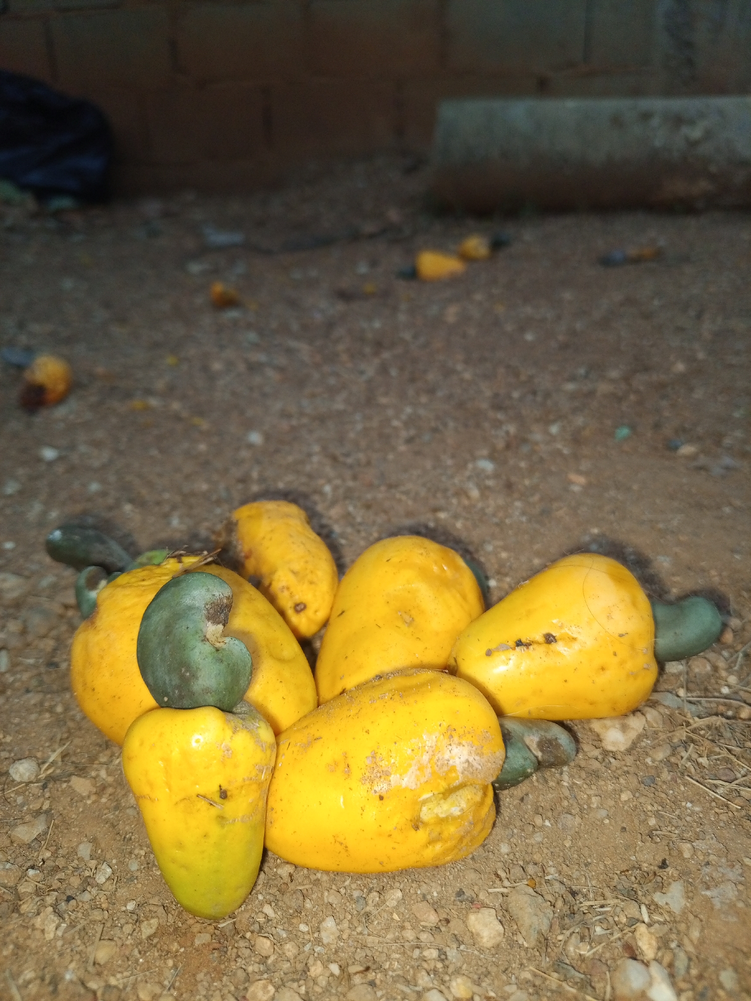 The image shows a pile of cashew fruits with the nuts attached on a dirt ground. In the background are more scattered cashew fruits and some indistinct objects, possibly a wall or a container. The location is stated to be Tinaquillo, Venezuela. The scene suggests a harvesting or processing area for cashew fruits.