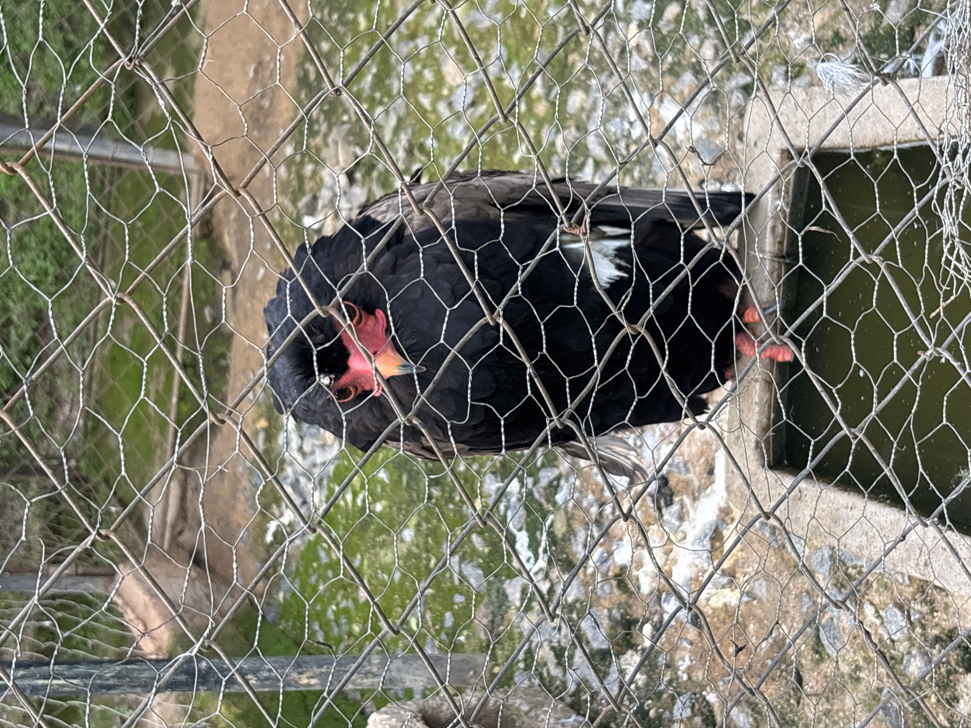 A black bird with bright red skin around its eyes and beak, and orange legs, stands on a concrete ledge behind a wire fence. The bird is facing the camera directly and appears alert. The background shows a mottled green and brown ground, likely with some grass and rocks. There is also a dark, greenish pool of water visible in the lower part of the image. The scene appears to be an enclosure, possibly in a zoo or wildlife sanctuary. The presence of a wire fence and the enclosure suggests this is likely a captive animal. The image was taken in Jos, Nigeria.