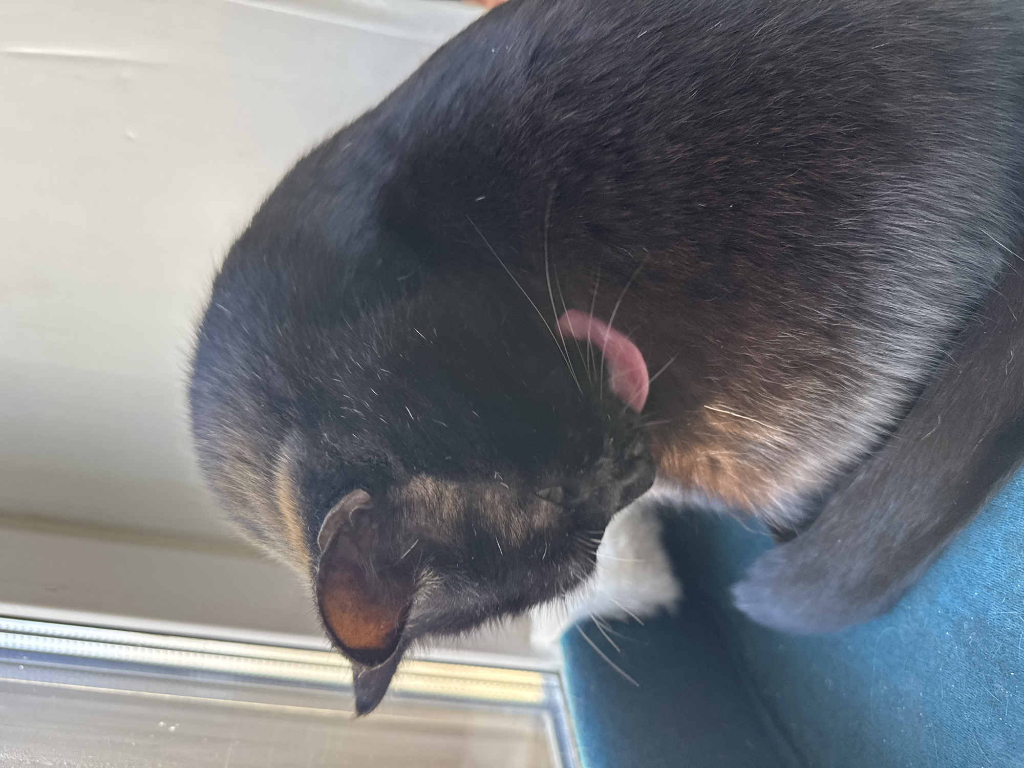 A black cat is grooming itself, extending its pink tongue to lick its fur. The cat is sitting on a blue surface, possibly a cushion or piece of furniture. A window frame is visible in the background. The location is not discernible from the image.