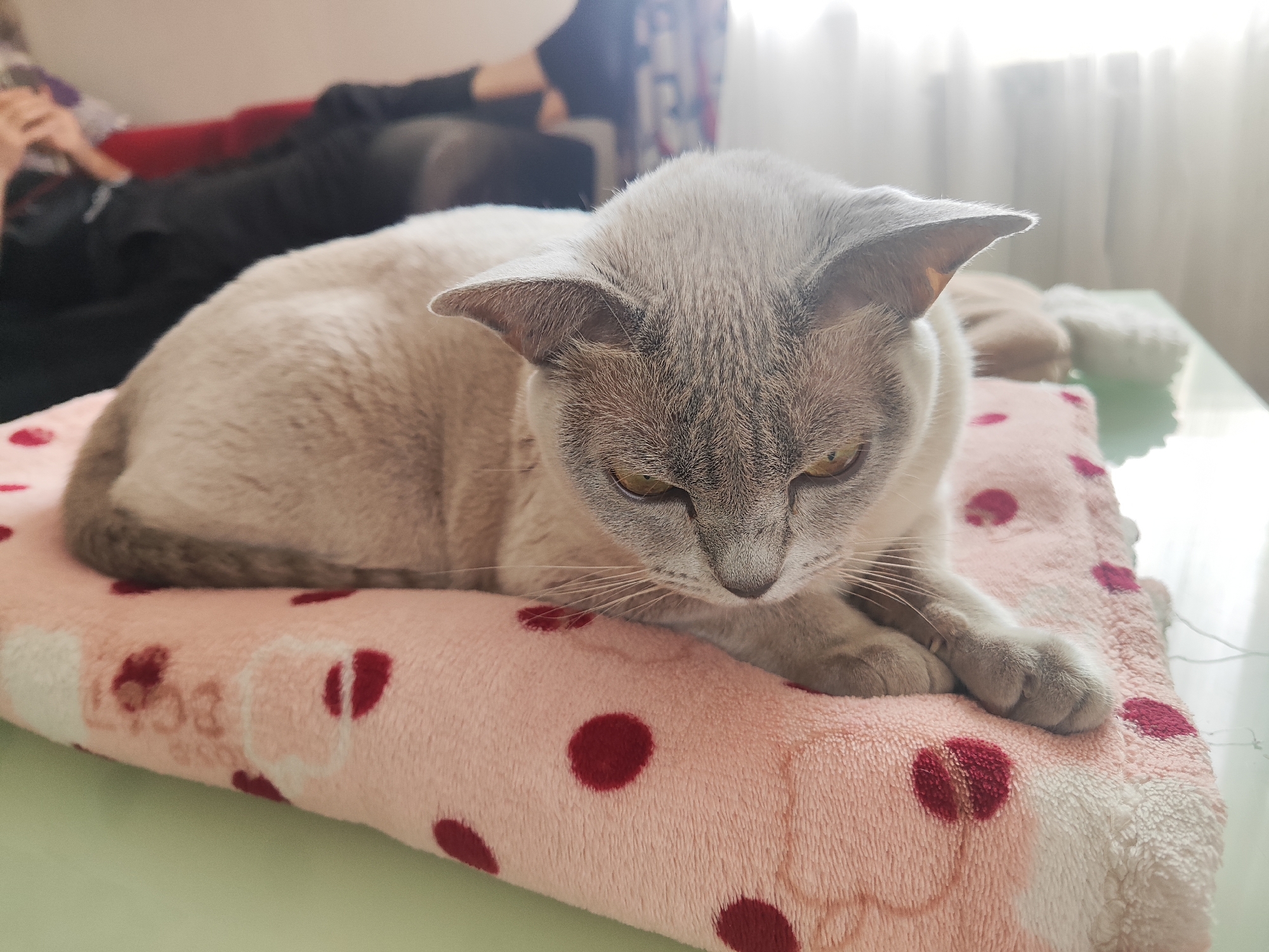 A light gray cat with dark gray points and yellow eyes is lying on a pink blanket with dark red polka dots. The cat is in the foreground, looking down with its head tilted. In the background, out of focus, two people are sitting on a sofa. The environment appears to be an indoor setting, possibly a living room, with diffused light coming from a window on the right.