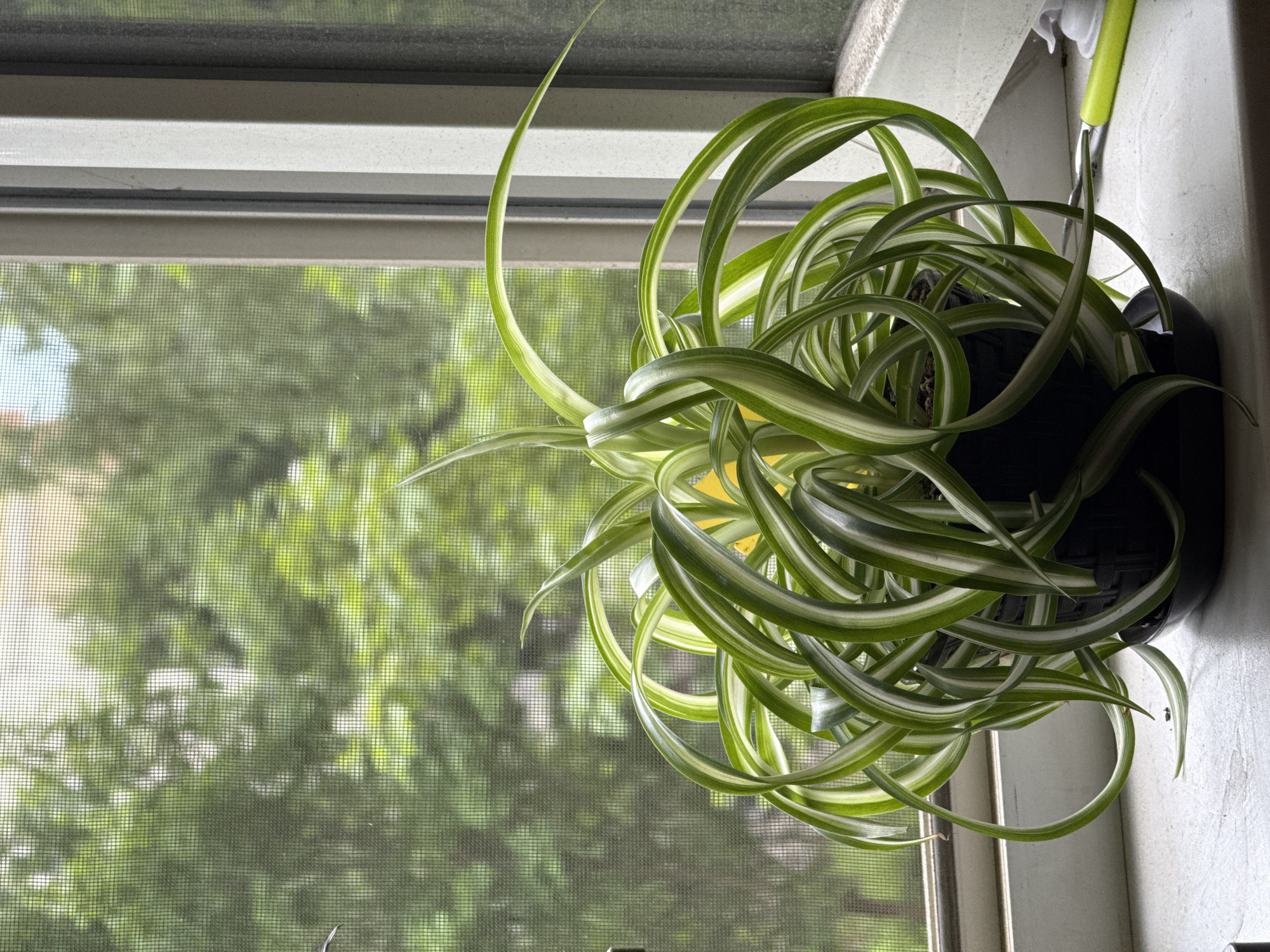A top-down, close-up shot shows a spider plant in a black pot on a windowsill. The plant has long, arching leaves with variegated green and white stripes. Some leaves curl and twist, creating a dynamic, flowing shape. A single long, thin leaf extends upwards and to the left, reaching towards the window. The pot is partially visible, and the plant appears healthy and lush.
Behind the plant, a window with a screen is visible, obscuring a view of green foliage outside. The outdoor scene suggests a bright day, possibly with sunlight filtering through trees. The windowsill itself is white, with some texture and a hint of dust. To the right of the plant, a bright green object, possibly a hook or clip, is attached to the wall above the windowsill. The overall lighting suggests daytime, with natural light coming from the window. There is no text visible in the image.