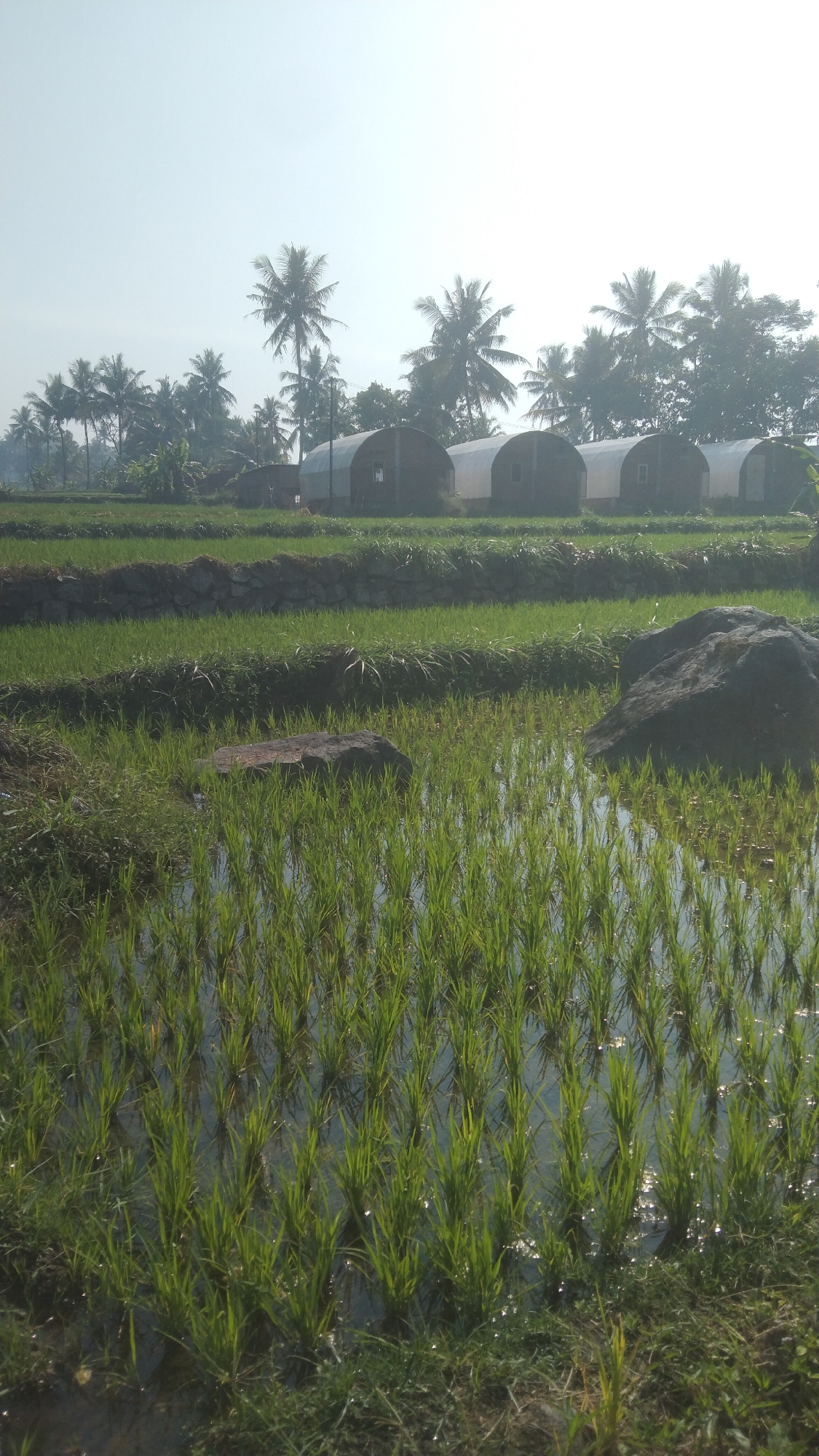 The image depicts a rural landscape in Argomulyo, Indonesia, featuring a flooded rice paddy in the foreground. Young rice seedlings, several inches tall, are neatly planted in rows within the shallow water. The water reflects the bright sky, creating a shimmering surface. Several large, dark rocks are scattered within the paddy, with one prominent rock in the mid-ground.
Behind the rice paddy, terraced fields are visible, separated by low stone walls and covered in lush green grass and other vegetation. Further in the background, a row of arched, greenhouse-like structures with solid walls and open fronts are situated. These structures appear to be agricultural outbuildings.
A line of tall palm trees, characteristic of tropical climates, stretches across the horizon behind the structures. The sky is a pale, hazy blue, suggesting it might be early morning or late afternoon. The overall scene conveys a sense of agricultural activity and natural beauty in a rural Indonesian setting. There are no people or animals visible in the image.