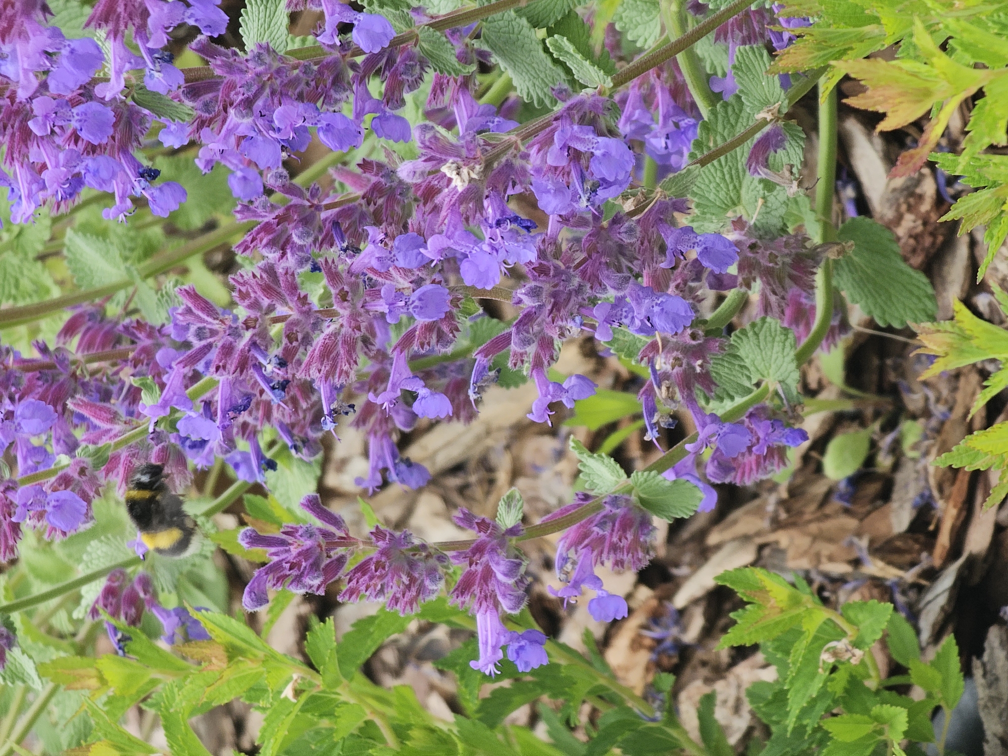 The image presents a close-up view of a flowering plant adorned with numerous vibrant purple to lavender blooms, likely a species of Catmint (Nepeta) or Salvia. The small, tubular flowers are arranged in dense clusters along upright spikes, exhibiting delicate structures and subtle variations in their purple hues, with some parts appearing more reddish-purple and fuzzy.
Interspersed among the flowers are the plant's green, ovate, and slightly serrated leaves, providing a verdant backdrop. A bumblebee, distinguished by its characteristic fuzzy black and yellow banded body, is visible on the left side of the frame, actively engaging with one of the purple flowers, suggesting it is foraging for nectar or pollen.
The background is softly blurred, revealing additional green foliage and patches of brown, dried leaves or organic material on the ground, indicative of a natural outdoor setting such as a garden. The lighting suggests it is daytime, with bright and clear conditions illuminating the scene. The image captures a moment of natural activity and beauty, potentially in the Березка Снт (красногорский Р-н), Russia. There is no visible text in the media file.