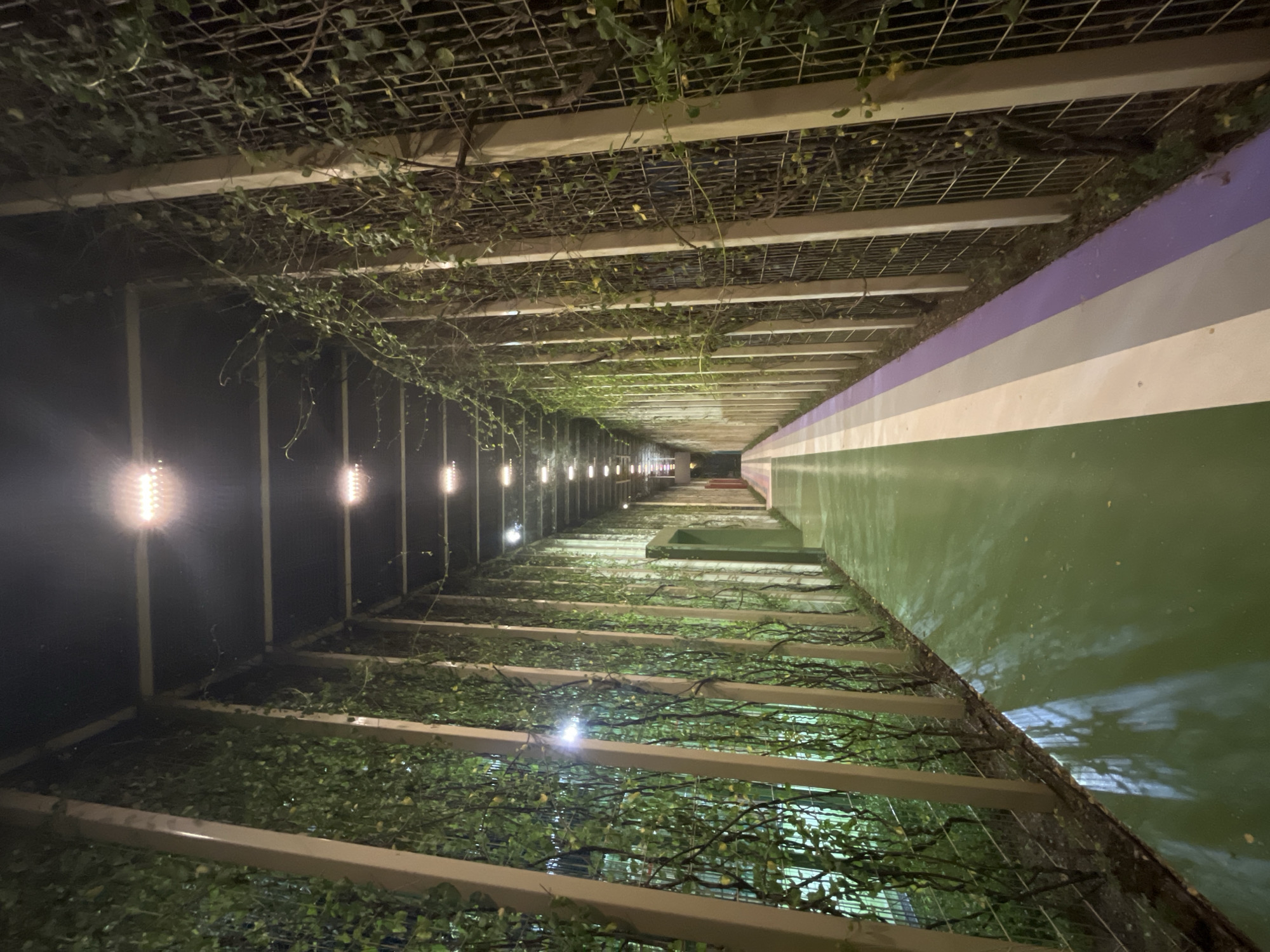 The image shows a long, covered walkway at night. The walkway is lined with vertical pillars and is covered by a dark roof with rows of lights. Lush green vines hang down from the roof and cover metal mesh fencing on both sides of the walkway. The walkway itself is paved with a green surface, with a purple and white stripe along the right edge. The scene appears to be a pedestrian or cycling path. There are no people visible in the image. The style of the walkway, with its covered design and abundant greenery, suggests it might be part of a park, a modern building complex, or an urban development project. The lighting indicates it is used after dark.