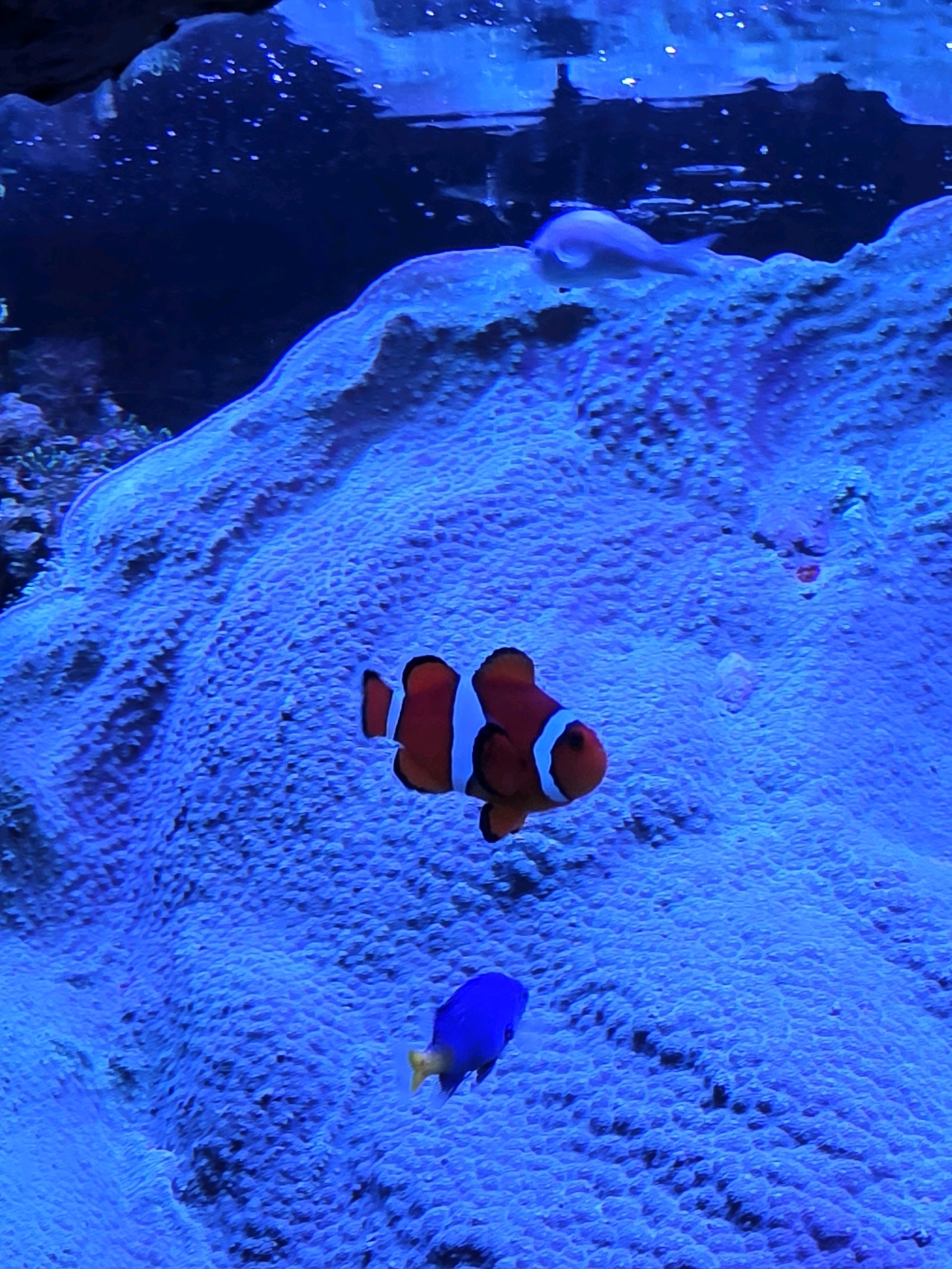 The image shows an underwater scene in an aquarium. A clownfish, characterized by its orange body and white vertical stripes, is prominently featured in the center of the frame. Below it, a small, bright blue fish is swimming. The background consists of a large, textured surface, likely a coral formation, illuminated by vibrant blue light. The upper part of the image reveals a darker area with small specks of light, suggesting the surface of the water or a less illuminated section of the aquarium. There is no indication of the city of Wrocław, Poland, in the image.