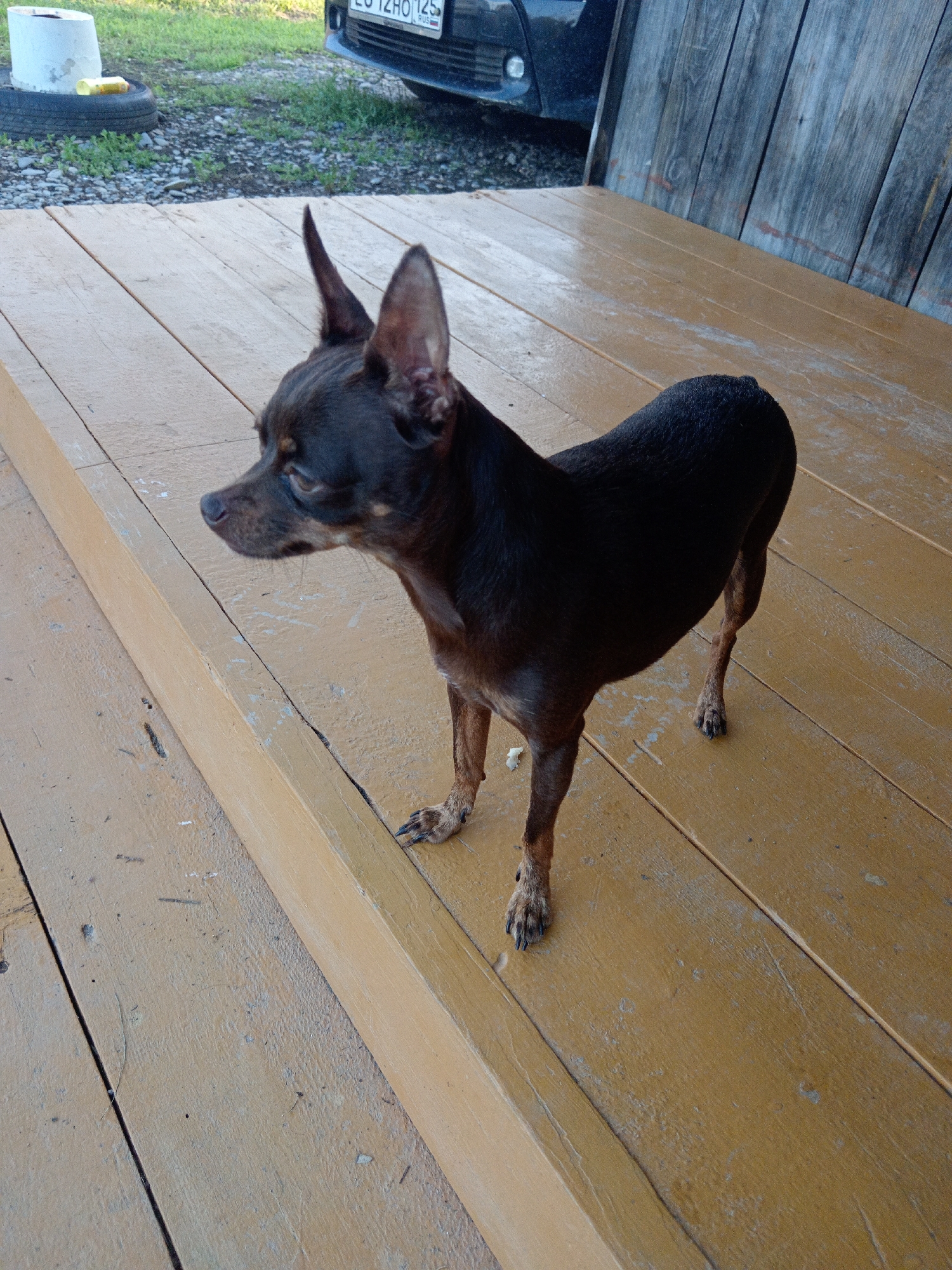 A small, dark brown dog with large, pointed ears stands on a weathered wooden deck. The dog is facing left, with its head turned slightly towards the camera. Its fur is short and appears sleek. The deck planks are a pale yellow-brown color and show signs of wear and tear, with visible gaps between them. In the background, out of focus, is a dark-colored car with a license plate visible. To the left of the car, a white bucket sits next to a black tire. The overall environment suggests an outdoor, possibly rural or semi-rural, setting in Novopokrovka, Russia.