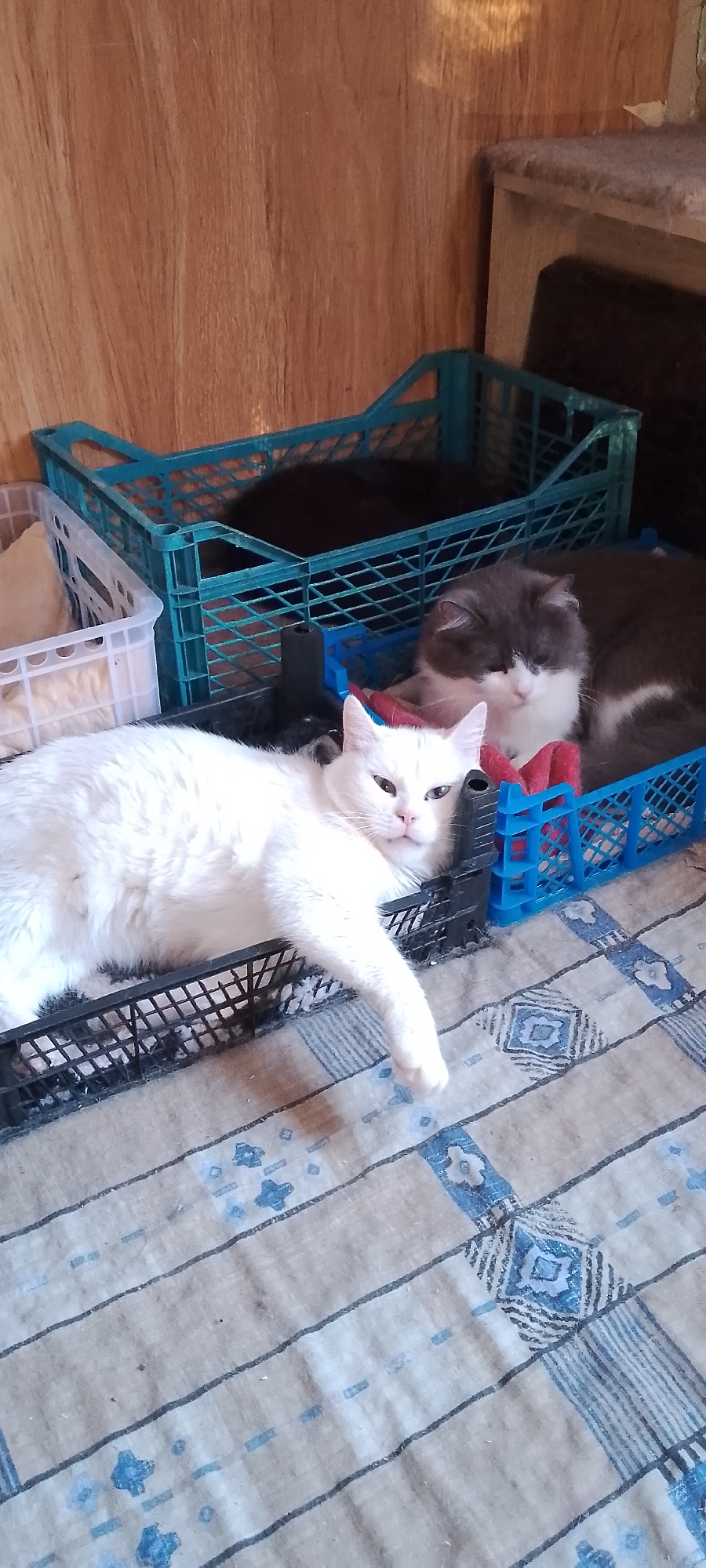 The image shows four cats in plastic crates on a checkered blanket. A white cat is in the foreground, lying on its side in a black crate. Its body is mostly white, with some pink on its nose and ears. Behind the white cat, to the right, is a grey and white cat in a blue crate. This cat is looking to the left. In the background, a black cat is in a teal crate, mostly obscured from view. To the left of the teal crate is a white crate with a white object inside, possibly bedding. The background appears to be a wooden wall. The image does not contain information to determine its location in the city of Belgorod, Russia.
