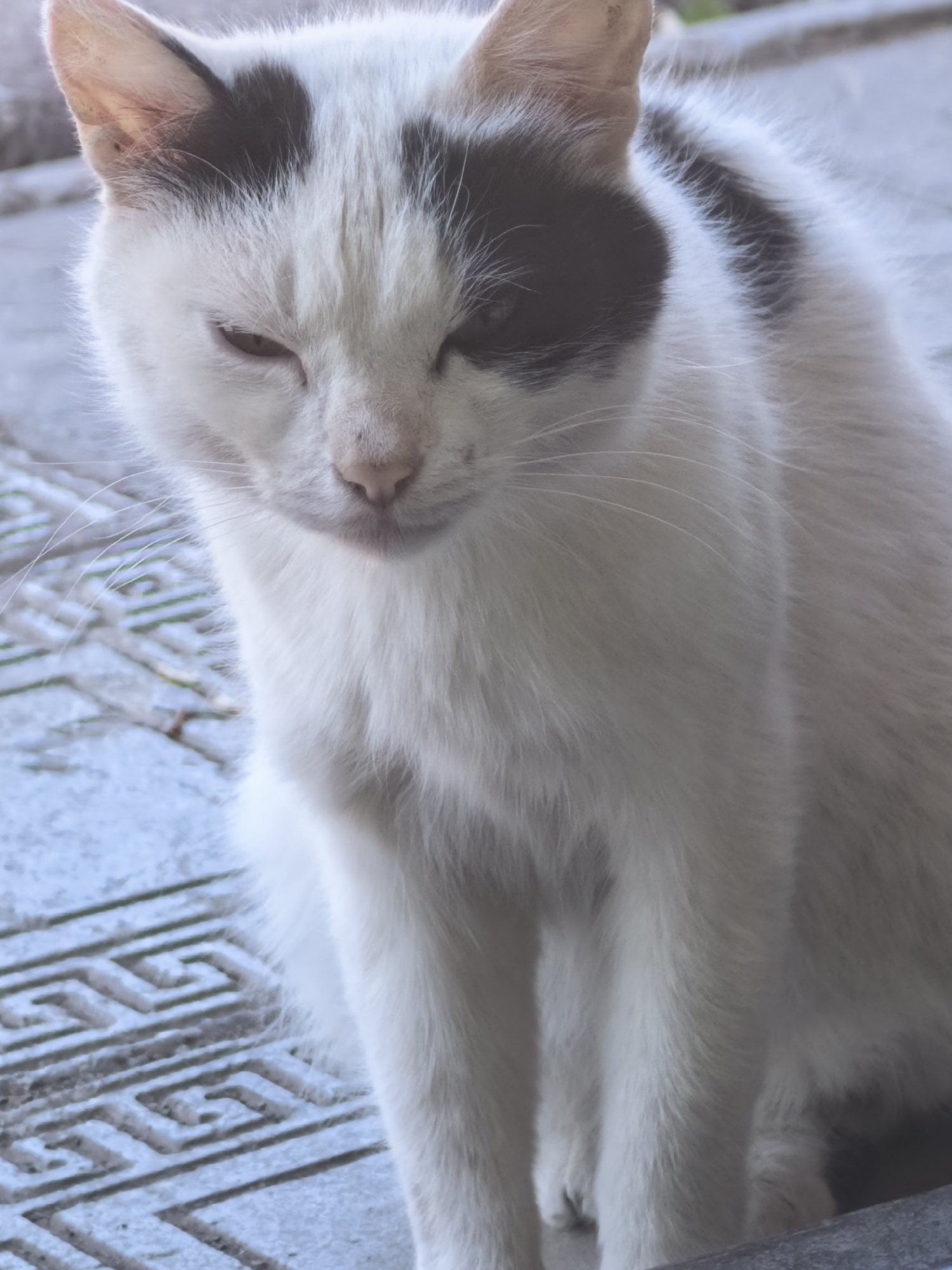 A white cat with black markings sits outdoors. The cat is mostly white with a large black patch covering one eye and extending onto its forehead. The cat appears to be slightly squinting, giving it a contemplative or sleepy expression. It is seated on a surface with a geometric pattern that suggests paving stones or tiles. The environment is somewhat blurred, with muted colors. The location information is unknown.