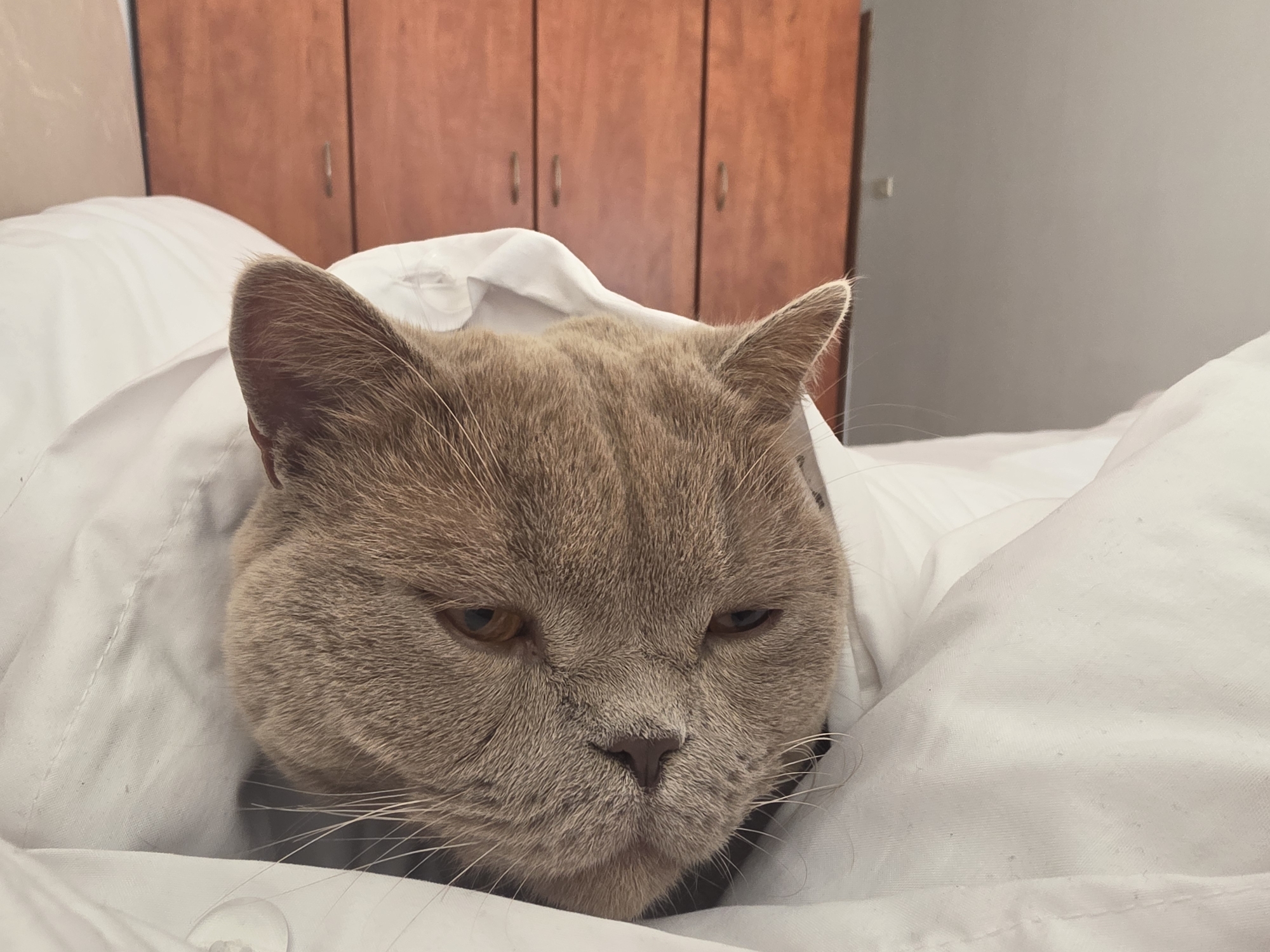 This close-up indoor shot features a light brown or fawn-colored cat, likely a British Shorthair, resting in bed. The cat's head and part of its upper body are visible, nestled comfortably under a white duvet or sheet. Its fur is dense and plush, characteristic of the breed. The cat's eyes are half-closed, giving it a sleepy, slightly grumpy, or content expression, while prominent white whiskers fan out from its snout.
In the background, a warm reddish-brown wooden wardrobe or cabinet with three doors is visible. To the right of the wardrobe, a plain light gray wall features a small white object, possibly a light switch. The overall setting suggests a cozy bedroom environment. The image captures a moment of feline relaxation. No text is visible in the media. This scene is located in Bat Yam, Israel.