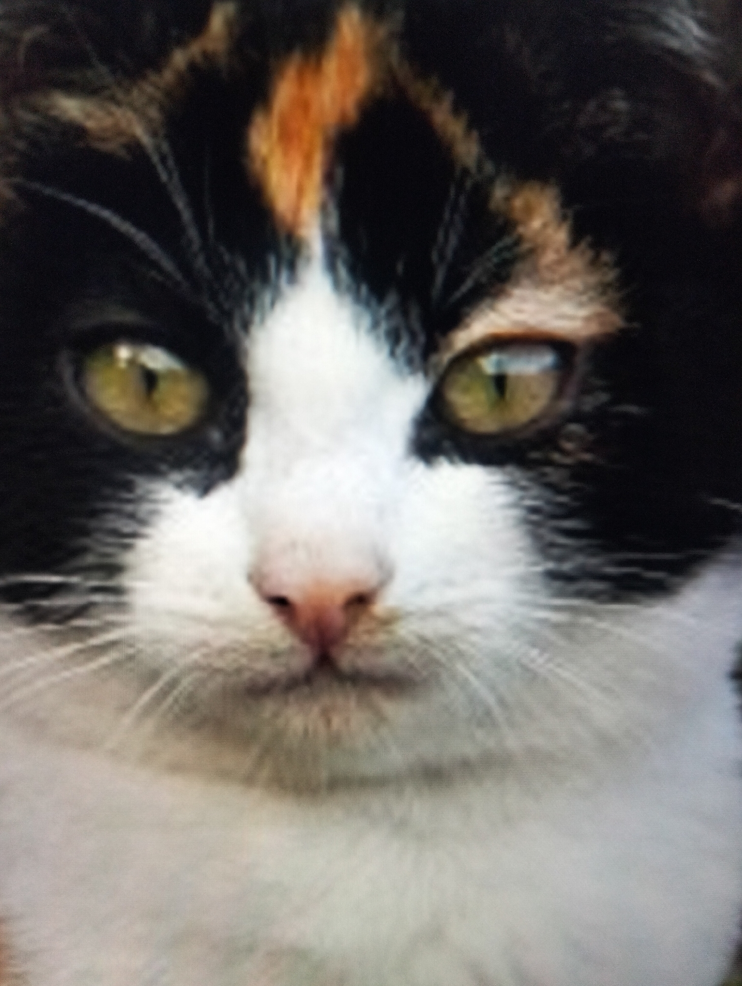 This is a close-up, blurry, pixelated image of a calico cat's face. The cat has patches of black, white, and orange fur. Its eyes are green and appear to be looking forward. The nose is pink. The image is a photograph of the cat's face from the nose up, with whiskers visible. There is no indication of any city or location within the image.