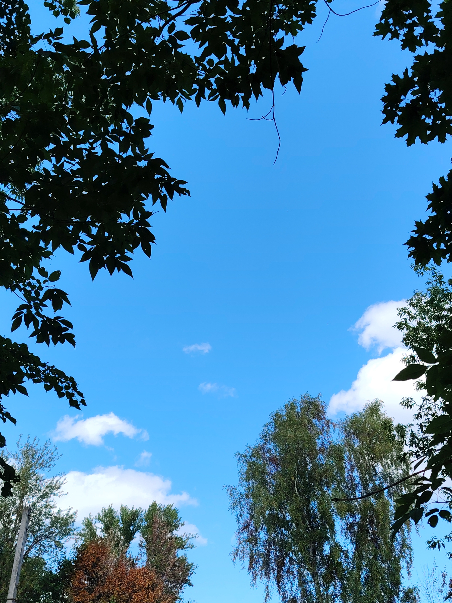 A low-angle shot captures a bright blue sky with scattered white clouds, viewed through the silhouetted leaves and branches of trees framing the upper and lower portions of the image. The trees are predominantly green, with some showing autumnal brown foliage. The scene appears to be outdoors, possibly in a park or natural area in Konakovo, Russia. No people or specific actions are depicted.