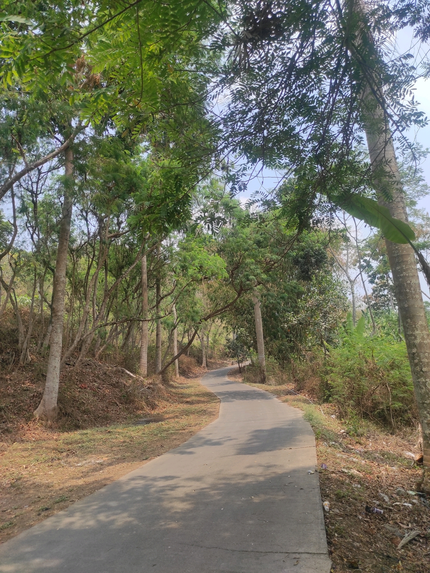 The image depicts a paved road curving through a wooded area, likely in Gunungmasigit, Indonesia. The road surface is gray asphalt, with shadows of leaves and branches cast upon it. On either side of the road, there are numerous trees with slender trunks and abundant green foliage. The ground beside the road is covered in dry leaves, grass, and some scattered debris, including plastic bottles and wrappers. The overall impression is of a natural setting with some evidence of human presence and waste. The lighting suggests it is daytime, with sunlight filtering through the canopy.