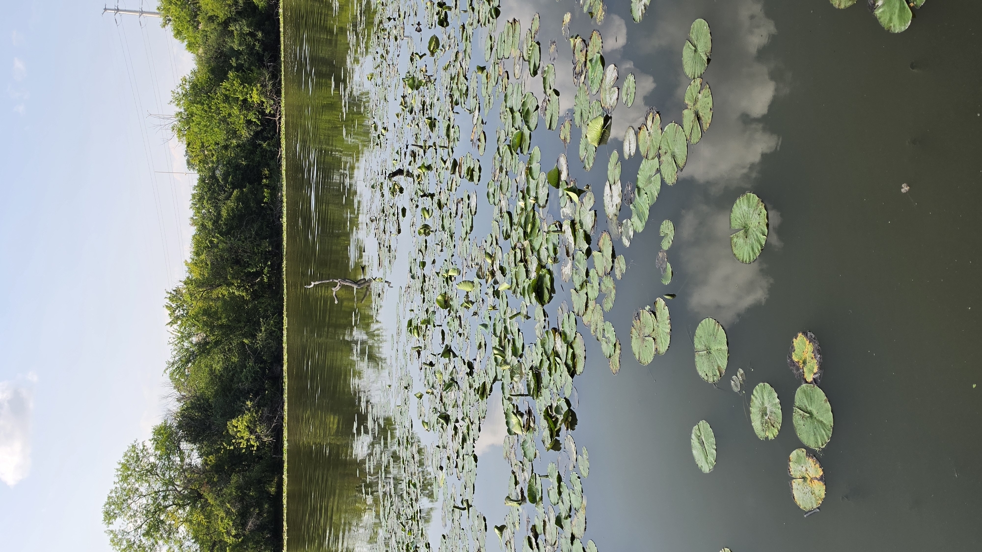 This is a photograph of a lake with numerous lily pads floating on the surface. In the background, a dense line of trees borders the water, and beyond that, utility poles and power lines are visible against a bright, cloudy sky. The water reflects the sky and surrounding greenery. A dead tree branch juts out of the water in the middle distance. The scene is located in Elgin, Illinois, United States of America.