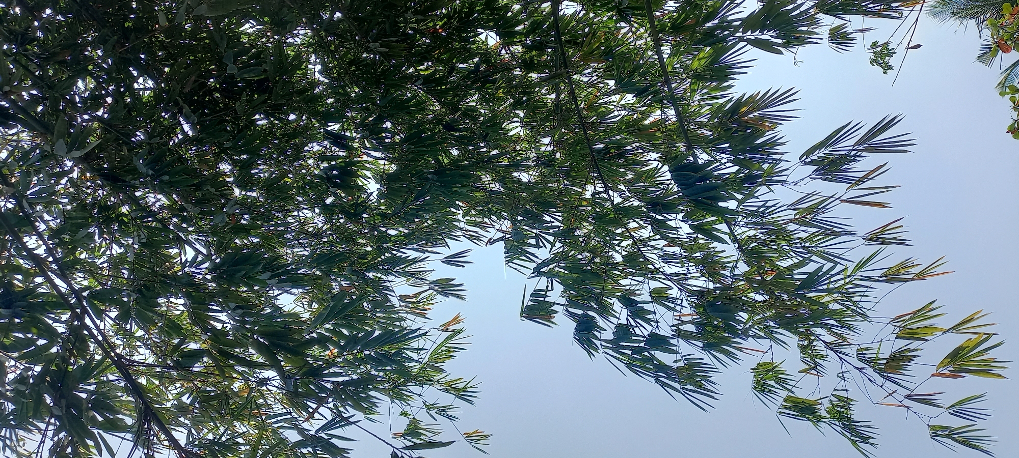 In Sidamulya, Indonesia, a low-angle shot captures the dense, green foliage of bamboo branches against a pale blue sky. The bamboo leaves are long and slender, varying in shades of green and some with hints of yellow and orange, suggesting sunlight filtering through. The branches are dark and appear to be reaching in various directions, creating a layered effect. The sky is clear and bright, with no visible clouds. The image focuses solely on the natural elements of the environment.