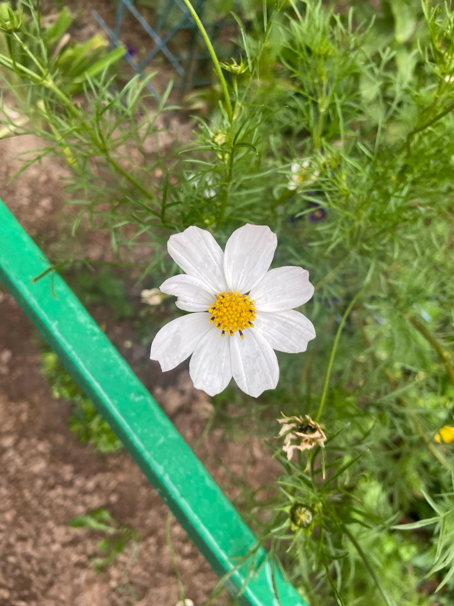A single white cosmos flower with a yellow center is in focus in the center of the frame. The flower has delicate, thin petals. The background is blurred and consists of green foliage and brown earth. A bright green metal railing runs diagonally from the bottom left to the top right of the image, partially obscuring the background. No people or animals are visible. The scene appears to be outdoors, possibly in a garden or park. There is no information in the image to suggest a specific location within Balashikha, Russia.