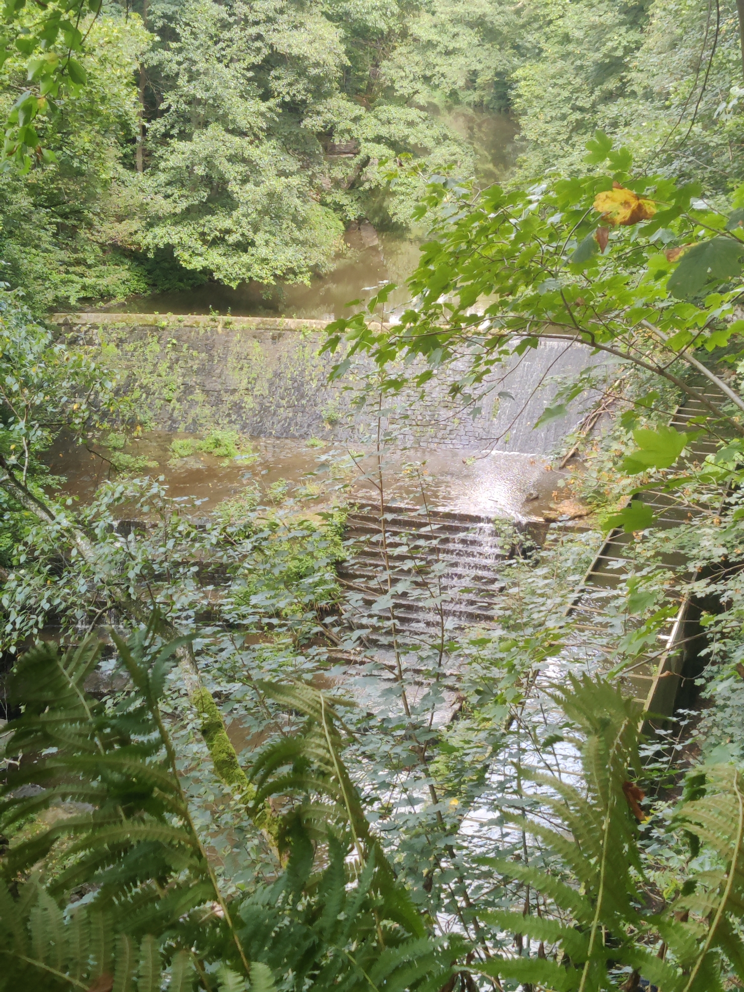 The image depicts a cascading waterfall, likely part of the Wehlgrund stream in Lohmen, Germany. The waterfall is constructed with multiple tiers of stone steps, with water flowing down each level. The surrounding environment is lush and green, dominated by dense trees and foliage, including ferns in the foreground. The water is a murky brown color, and a stone retaining wall is visible behind the upper part of the waterfall. There are no people or animals visible in the scene. The scene conveys a sense of natural tranquility within a wooded area.