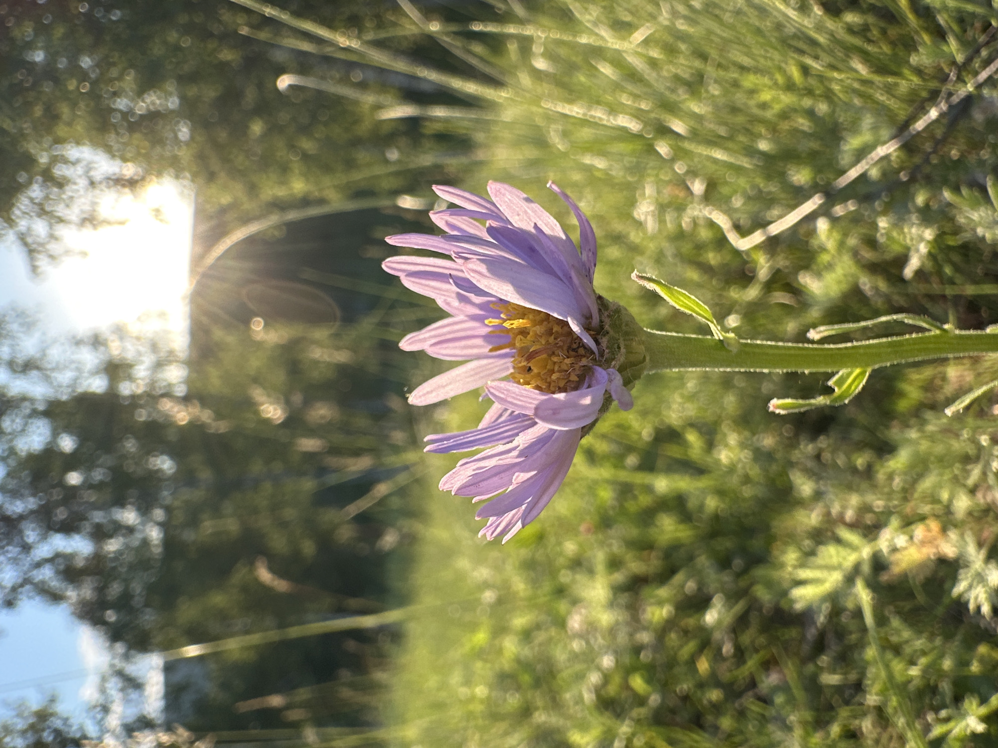 A close-up, low-angle shot focuses on a single purple daisy-like flower in a grassy field. The flower, positioned slightly off-center to the right, has thin, elongated petals with a light purple hue and a yellow-orange center. The stem of the flower is green and fuzzy, with small green leaves branching off. The background is blurred, suggesting a shallow depth of field. The setting sun casts a warm glow through the trees in the distance, creating lens flares and highlighting blades of grass in the foreground and mid-ground. The overall impression is one of nature and tranquility.