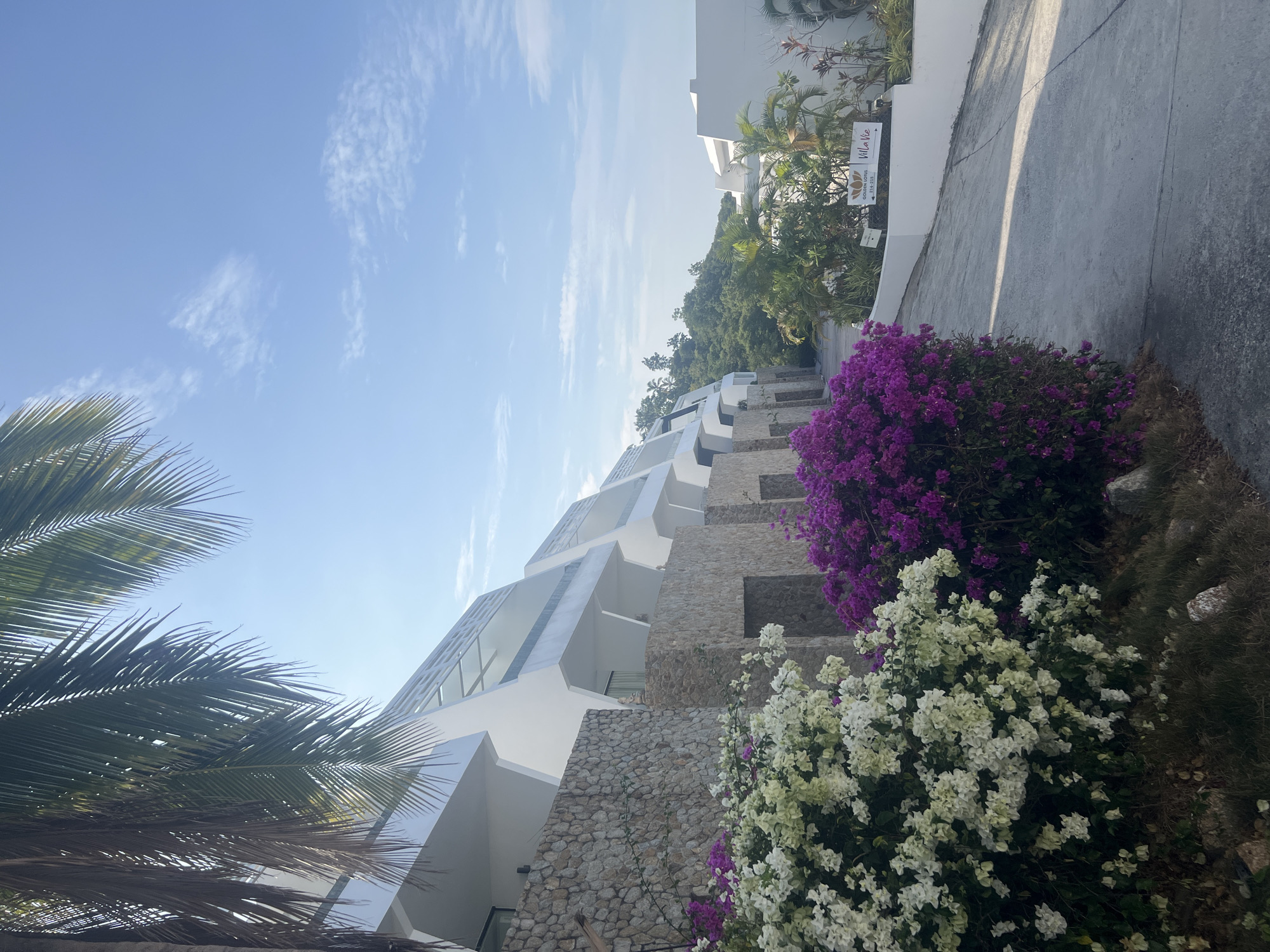 A paved walkway curves to the right, leading past a line of modern white buildings with angled roofs, set against a stone-faced retaining wall. Lush bougainvillea, in vibrant white and deep purple, blooms profusely along the walkway, partially obscuring the lower levels of the buildings. Palm fronds from a large tree hang overhead, casting shadows on the scene. In the distance, a signpost indicates "GOLDEN LOTUS" and "Villa Vie." The sky is a clear blue with a few wispy clouds, and the surrounding hills are covered in dense green vegetation. The overall setting suggests a tropical resort or residential complex.