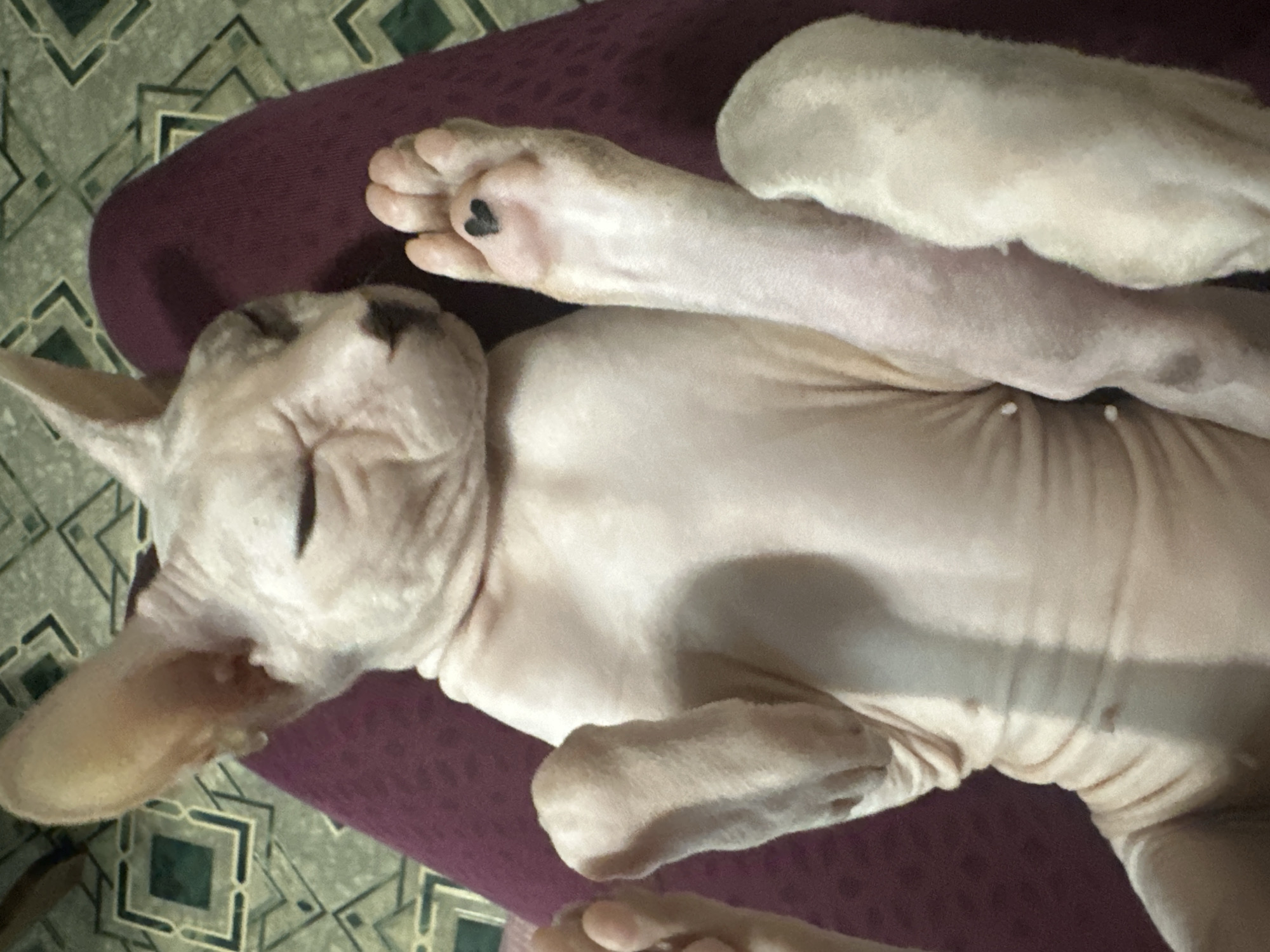 The image shows a close-up, overhead view of a hairless cat lying on its back, appearing to be asleep. The cat is light-skinned with some faint greyish markings on its ears. One of its front paws is prominently displayed, and on the central pad of this paw, there is a small, dark heart shape, possibly a tattoo or marker. The cat's body is relaxed, with its legs splayed out. It is lying on a dark purple, textured surface, likely fabric such as clothing or a blanket. In the background, a green and beige patterned surface is visible, possibly a rug or floor. There is no indication of the cat's location in Togliatti, Russia.
