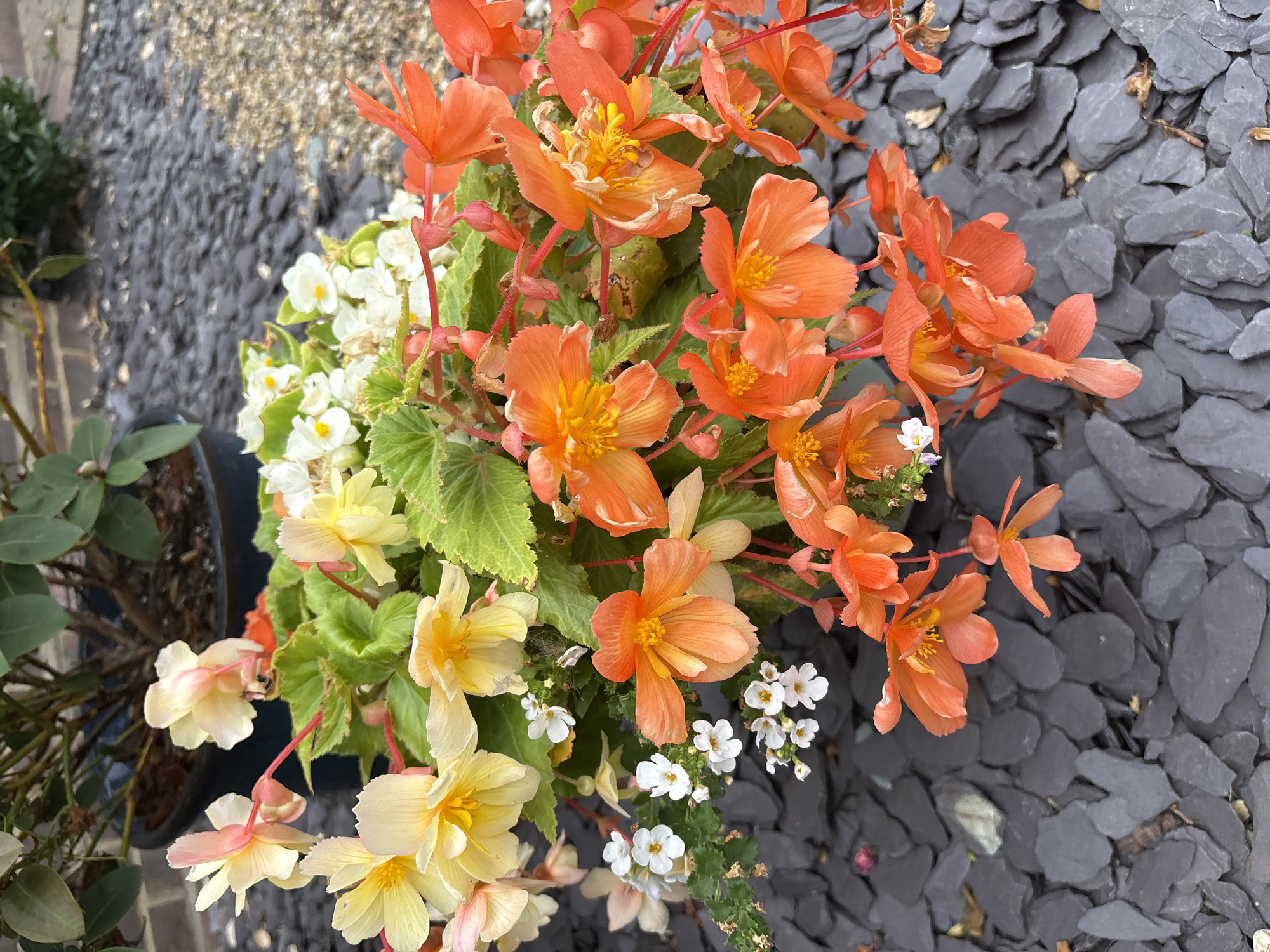 A close-up, high-angle shot captures a planter filled with a vibrant assortment of begonias. The flowers are a mix of colors, including bright orange, pale yellow, and delicate white. The orange begonias, with their ruffled petals, dominate the foreground, many hanging downwards. Amongst them are clusters of smaller white flowers, some with yellow centers. The planter sits on a bed of dark grey slate chippings, with some scattered pebbles and dried leaves. In the background, out of focus, a dark blue planter holds a larger green plant with dark leaves. A brick wall and more gravel are also visible in the background. The lighting suggests it is daytime, likely overcast.