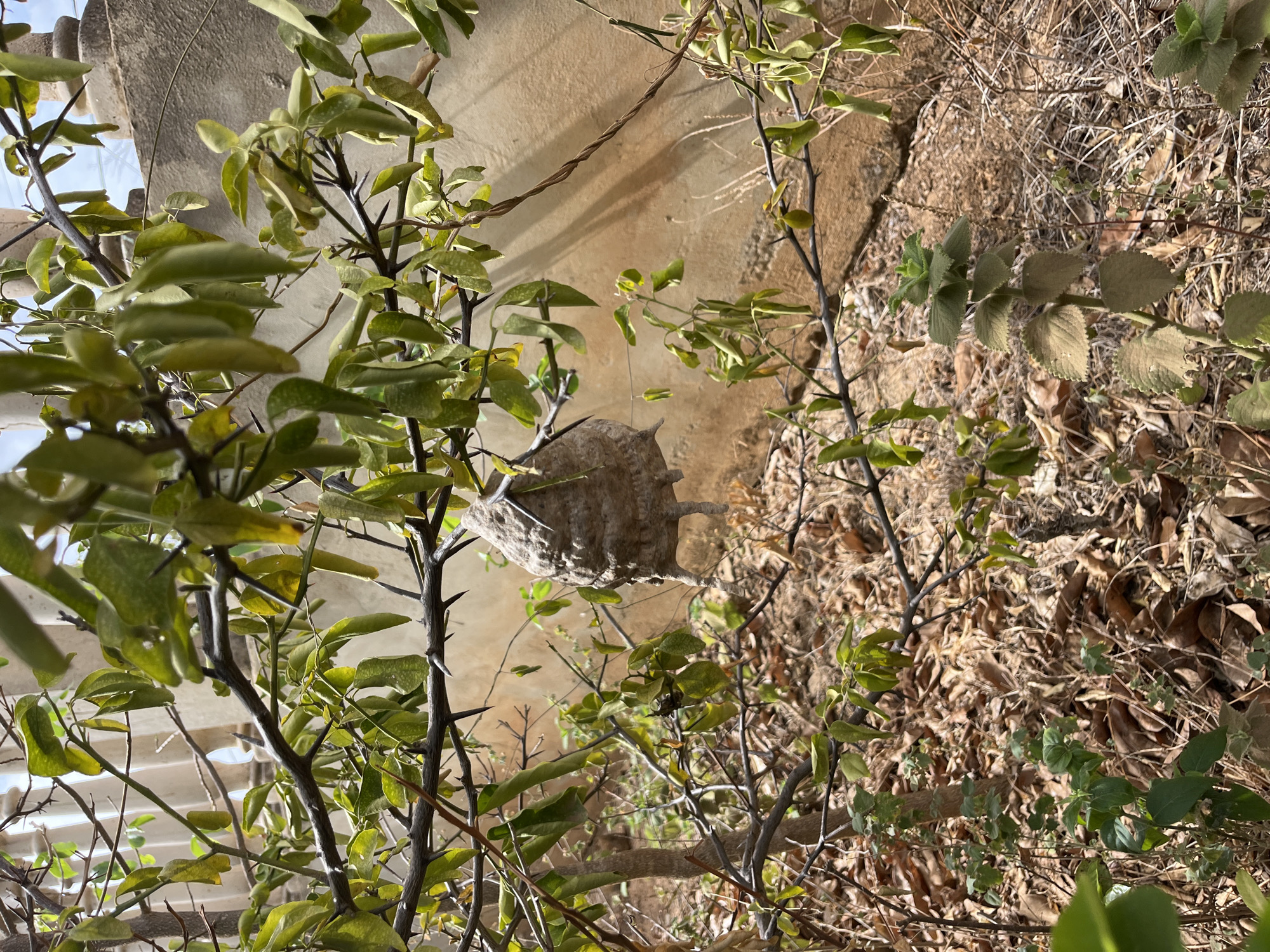 The image shows a suspended, roughly spherical object, likely a nest, hanging amidst thorny branches of a green-leafed bush. The background includes a wall with textured concrete. The foreground is filled with a mix of living and dead foliage, suggesting a partially wild or untended environment. The image location is Juan Griego, Venezuela.