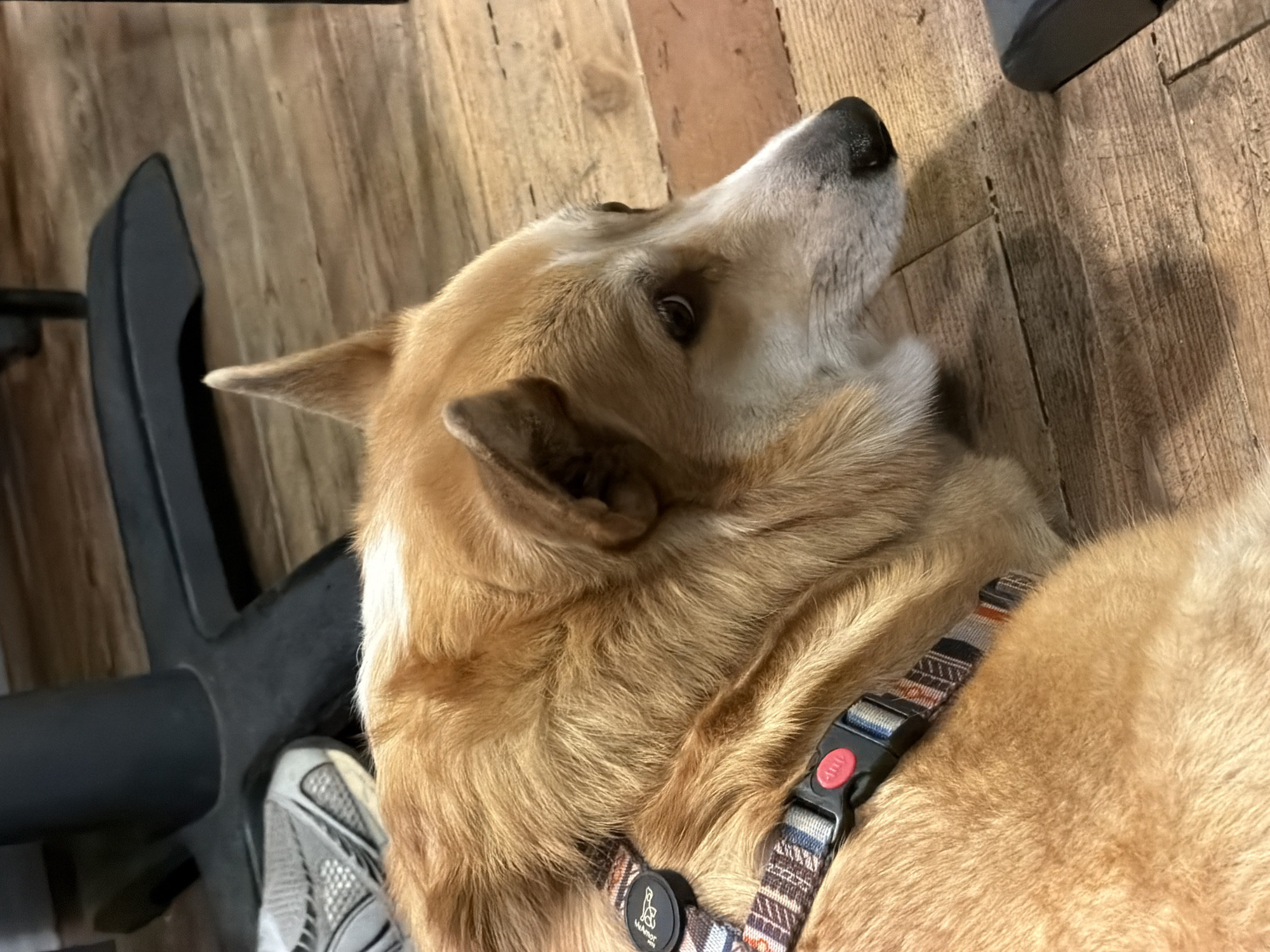 A medium-sized dog with light brown and white fur lies on a wooden floor. The dog is wearing a patterned collar with a black clasp. The dog's head is turned upward. An office chair and a shoe are visible in the background. The location is not discernible from the image.