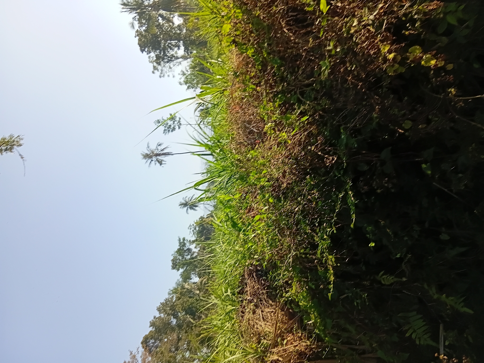 The image depicts an outdoor scene with lush vegetation under a clear, bright sky. In the foreground, tall green grasses and brown, dried stalks create a dense, textured layer. Beyond this, a line of trees can be seen, some appearing as palm trees and others as denser foliage. The lighting suggests it is daytime, with sunlight illuminating the scene from the left, casting some areas into shadow. The overall impression is one of a natural, undeveloped landscape, possibly a field or a roadside verge in a rural or semi-rural setting. The location specified as Tanggul Wetan, Indonesia, implies a tropical or subtropical environment, which is consistent with the types of plants visible. There are no people or animals visible in the image.