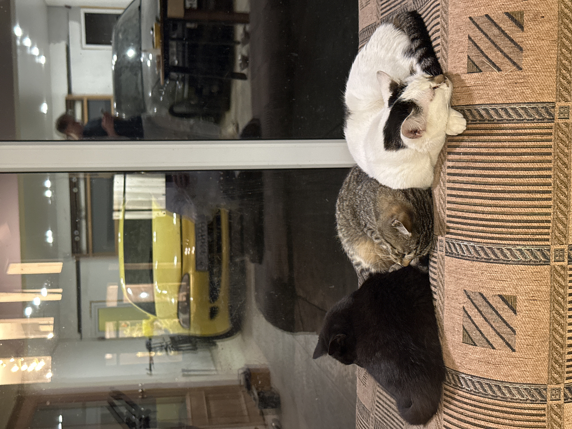 Three cats are sleeping on a tan patterned upholstered surface. The top cat is white with black markings, curled up. The middle cat is a tabby, also curled up. The bottom cat is black and mostly obscured. Through a window behind the cats, a man is visible, seemingly using a cell phone, with reflections of a yellow car and other objects. The reflections suggest the scene is inside a building. I am unable to confirm the specific location in Kursk, Russia, from the image.