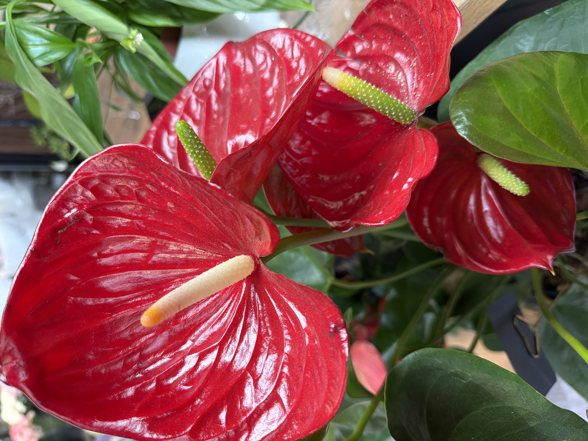 The image displays a close-up view of several vibrant red anthurium flowers in bloom. The anthuriums have a glossy, heart-shaped spathe and a prominent spadix. One flower in the foreground is fully open, showcasing its deep red color and the creamy white spadix tipped with orange. To the right and slightly behind, another anthurium is partially visible, also red. In the background, more red anthuriums and lush green leaves of the plant are present, along with hints of other plants and a blurred background that could be an indoor setting. The lighting is bright, highlighting the waxy texture of the petals and the intricate details of the flowers.
