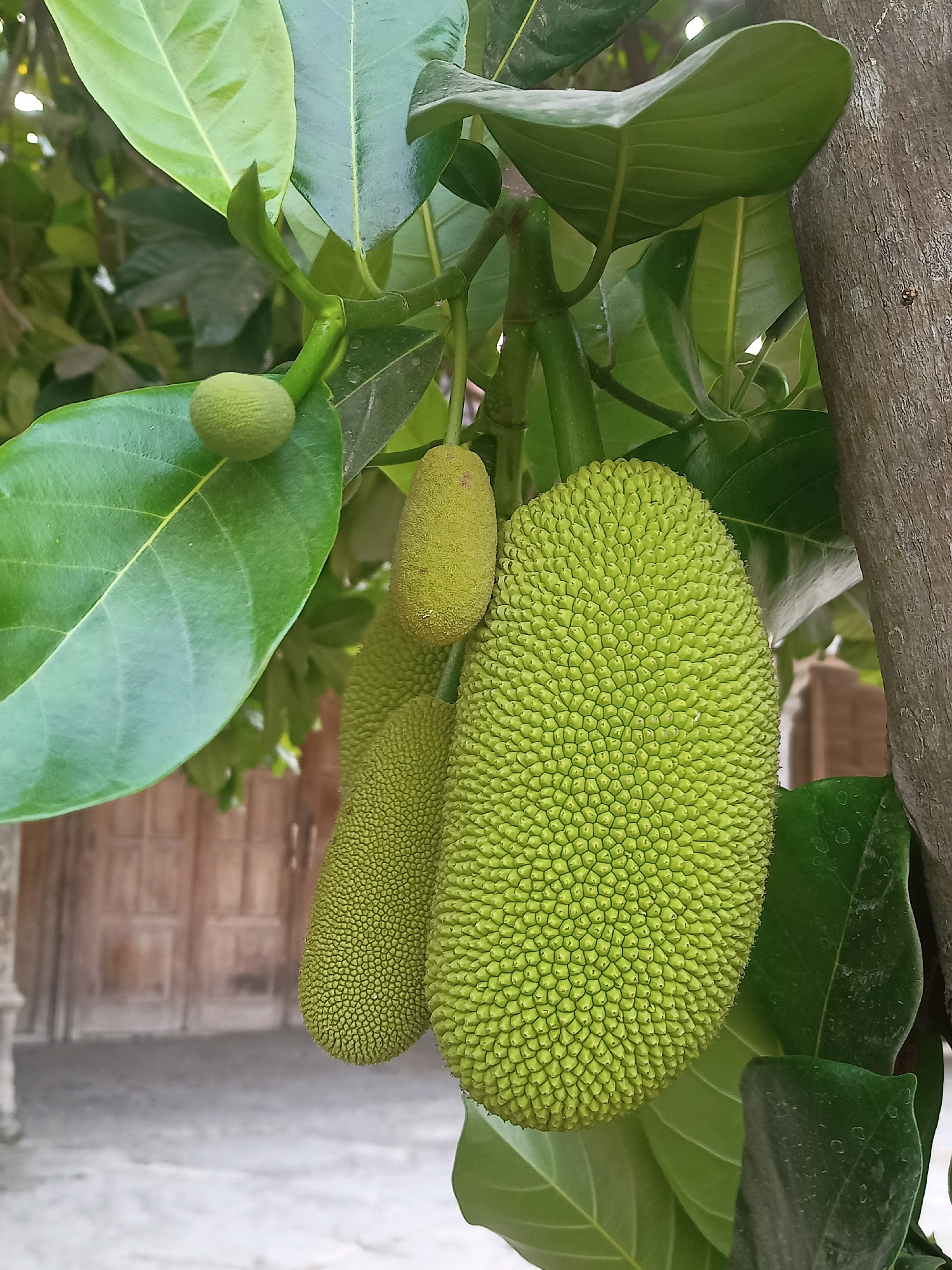 The image shows three young jackfruits growing on a tree. The largest jackfruit, in the foreground, is oval-shaped with a spiky green rind. To its left, a smaller, more elongated jackfruit is visible, and further to the left, a tiny, spherical jackfruit is developing. Lush green leaves surround the fruits, and a rough, brown tree trunk is visible on the right side of the frame. In the blurred background, a wooden door and a concrete pathway suggest a residential setting, possibly in Karangtalun, Indonesia, given the context. There are no people or animals present in the image, and no actions are being performed. The scene is a still-life observation of developing fruit on a tree.