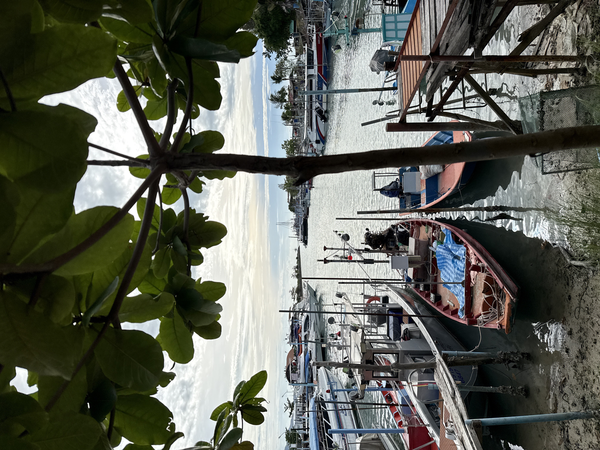 The image depicts a waterfront scene in the Ko Samui District of Thailand, likely a harbor or marina, seen through the branches and leaves of a tree. Numerous boats are moored in the water. In the foreground, several smaller fishing boats, some red and orange, are tied to a sandy, muddy bank and a wooden pier. One red boat in the center has a blue tarp covering part of its interior, with ropes coiled on its deck. Further back, larger boats, including what appear to be speedboats and tour boats, are docked. Some of these boats are white with red and blue accents, and one has "TPB" written on its side. In the background, the water extends to a horizon with a cloudy sky overhead, and hints of palm trees and structures along the coastline. The overall impression is that of a functional, working harbor.