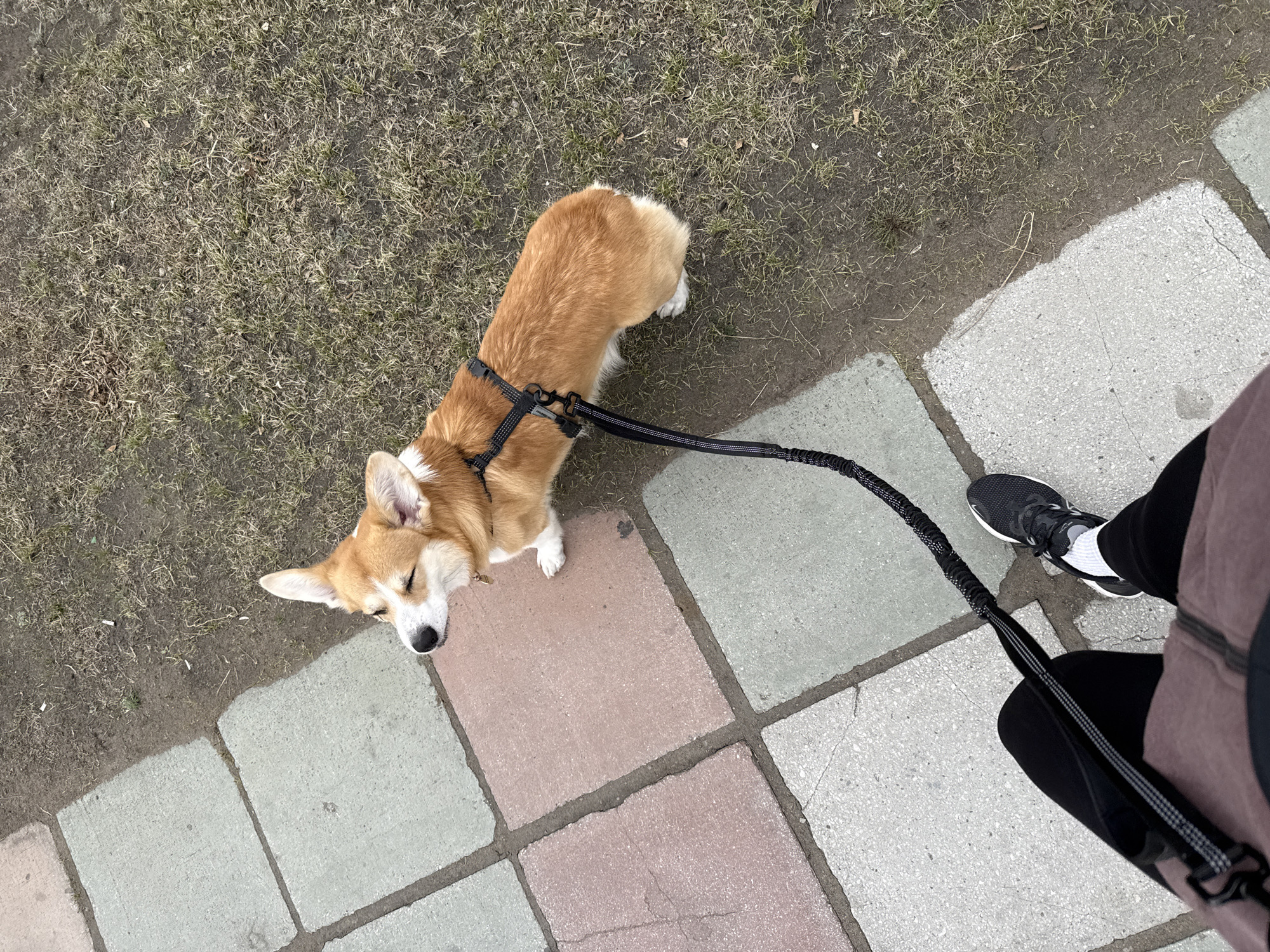 A corgi lies down on a paved path next to a grassy area in an outdoor setting. The corgi wears a black harness and is attached to a black leash held by a person. The person is wearing black athletic shoes with white socks, black pants, and a brown jacket. The path consists of different colored square paving stones. The location is Borzya, Russia.