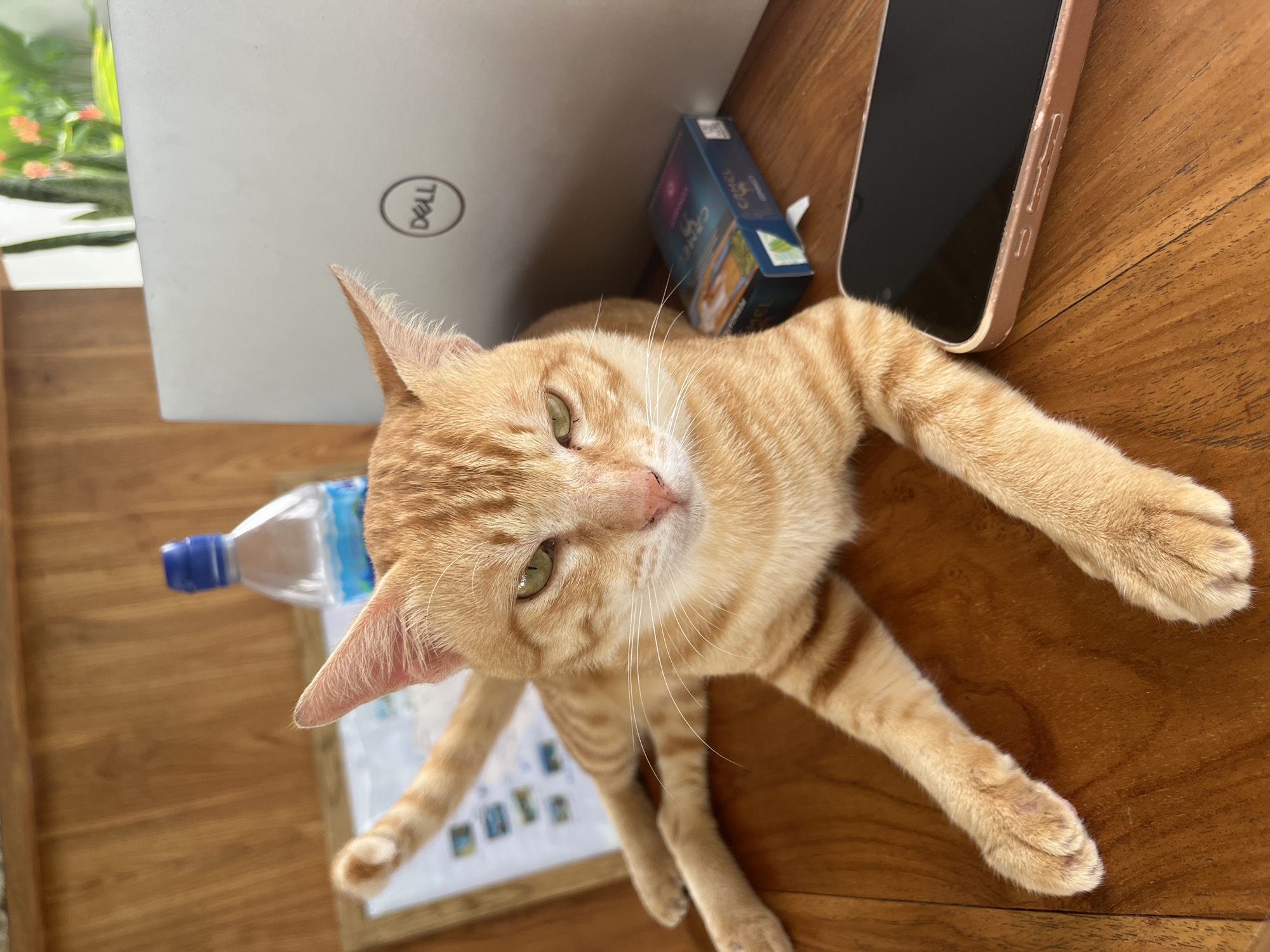 An orange tabby cat is lying on a wooden table next to a Dell laptop, a cell phone in a pink case, a blue box, a water bottle, and a sheet of paper. The location is likely Nusa Penida, Indonesia based on visual cues such as the wooden table and tropical vegetation visible in the background. The cat is facing the camera.