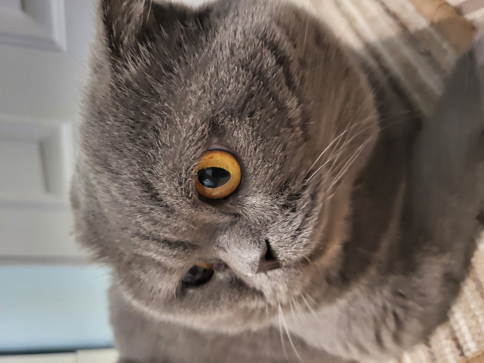 A close-up, eye-level shot captures the face of a grey Scottish Fold cat, its fur a soft, uniform grey. The cat's prominent orange eyes are the focal point, one looking directly at the camera with a dark pupil, while the other is slightly averted. Its ears are folded downwards, characteristic of its breed. The background is softly blurred, showing a hint of a light-colored wall and a textured surface, possibly a carpet or blanket, in shades of beige and brown. The lighting is gentle, casting soft shadows and highlighting the texture of the cat's fur. The image is focused on the cat's head and upper body.