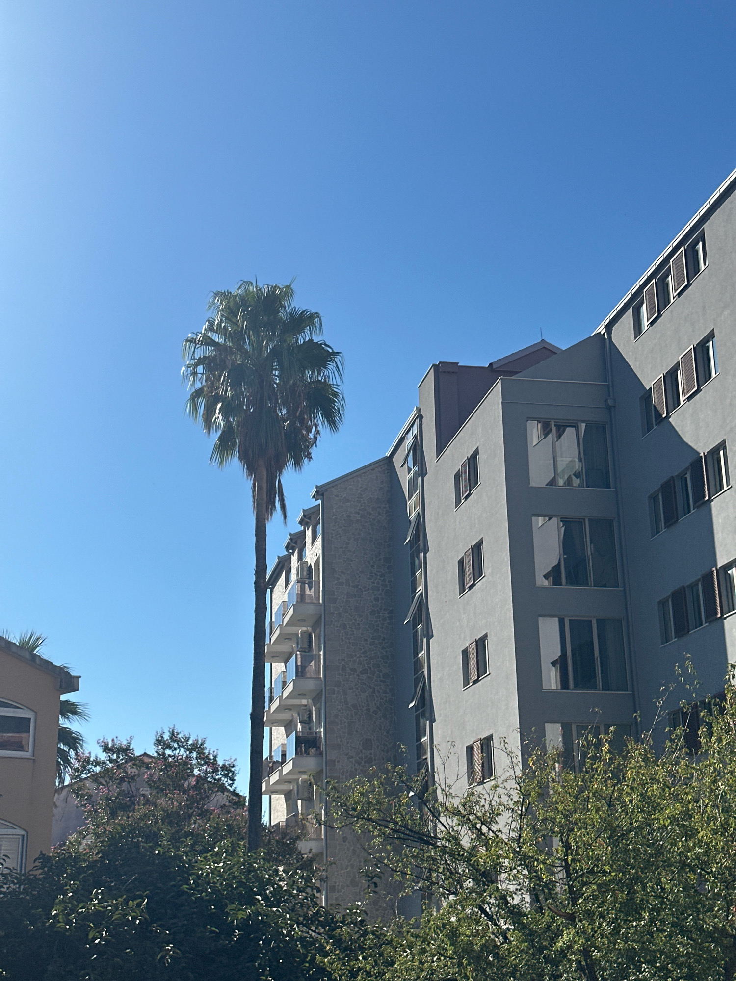 The image shows a clear blue sky over an urban scene in Budva, Montenegro. A tall palm tree stands prominently in the center of the frame, with its fronds reaching towards the sky. To the right, a modern grey apartment building with multiple stories and dark-shuttered windows dominates the view. The building features balconies with glass railings. To the left of the palm tree, another building is visible, appearing to be made of stone with balconies. In the foreground, lush green trees and foliage partially obscure the lower portions of the buildings, suggesting a residential area. The lighting indicates it is daytime, with bright sunlight casting shadows.