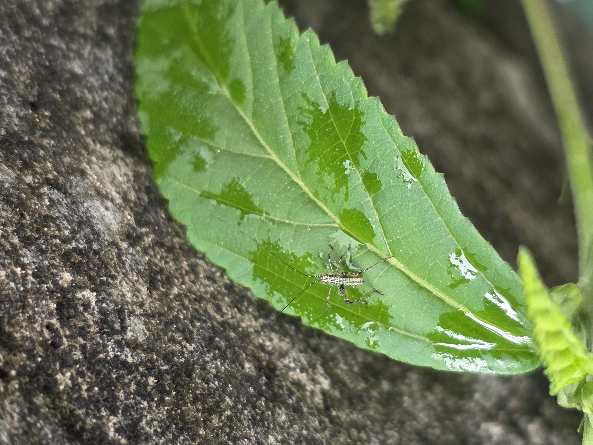 An extreme close-up shot reveals a small, light-colored grasshopper perched on a wet, green leaf. The grasshopper has long antennae and appears to be in focus, while the leaf and the rough, gray textured surface behind it are slightly out of focus. Water droplets are visible on the leaf's surface. The lighting suggests an outdoor environment, possibly during the day. The location is identified as Unknown, Indonesia.