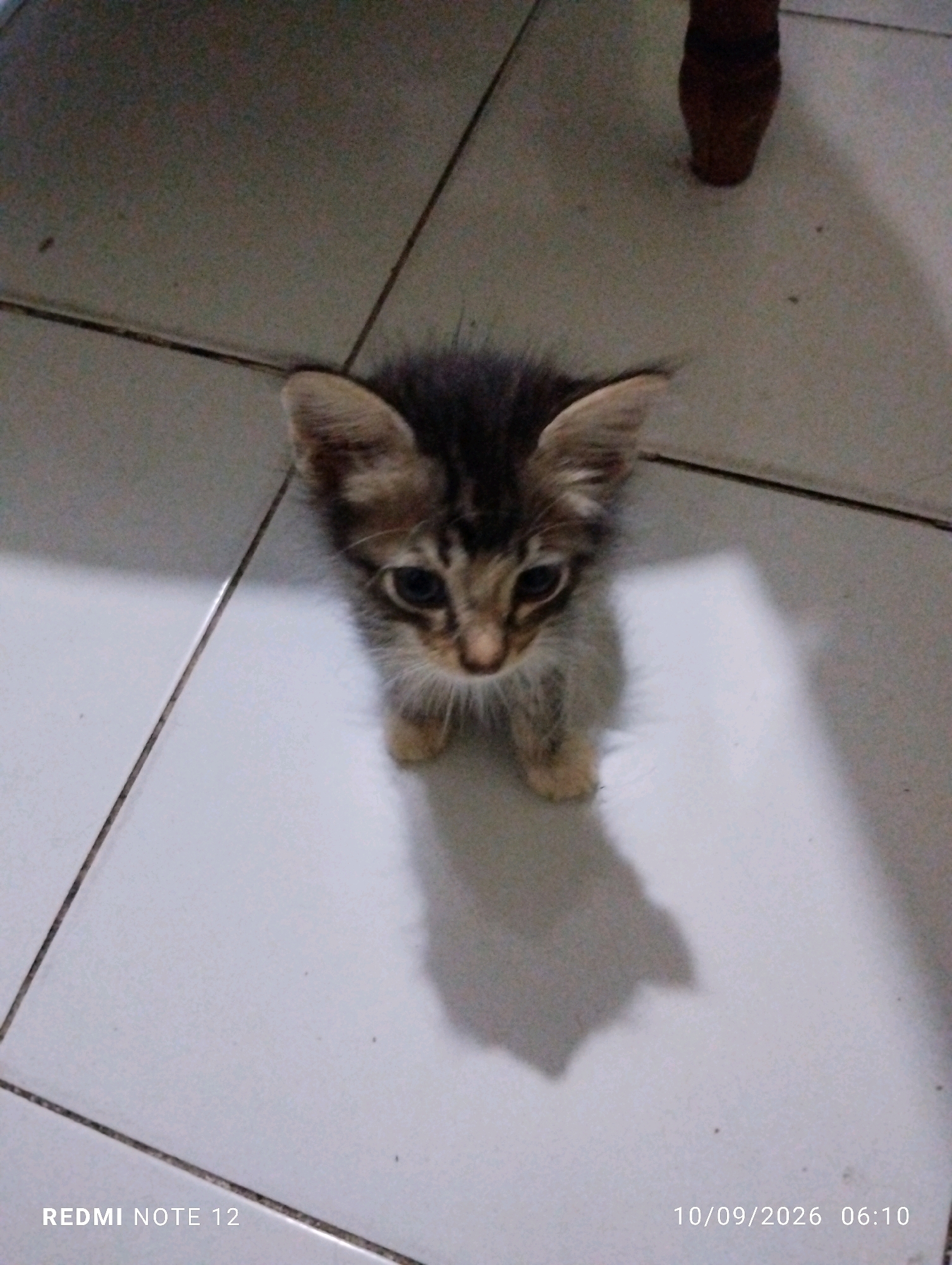 A tabby kitten is centered in the frame, standing on a tiled floor. The kitten is looking directly at the camera with its ears perked up. The floor tiles are light-colored and laid in a grid pattern. A dark shadow of the kitten is cast on the floor to its right. In the background, a dark, vertical object, possibly a piece of furniture, is visible. The lighting appears to be artificial and casts strong shadows. The bottom right corner of the image displays a timestamp: "10/09/2026 06:10" and "REDMI NOTE 12" in the bottom left corner. The scene appears to be indoors, likely in a residential setting. The location is identified as Bekasi, Indonesia.