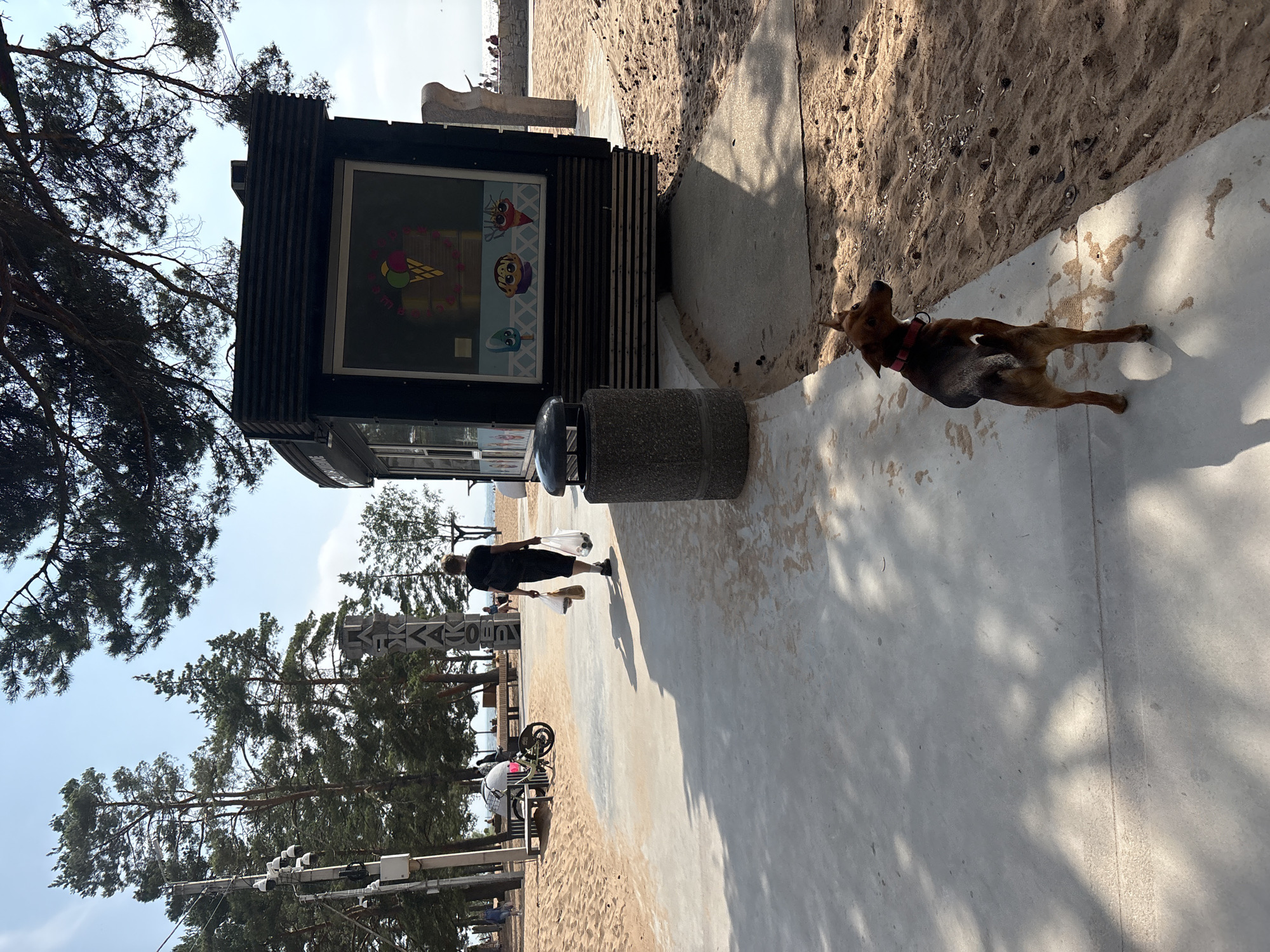 This media file depicts a sunny day in Solnechnoye, Russia, likely during the summer. The scene is set on a sandy beach promenade, bordered by pine trees and a paved walkway. In the foreground, a brown dog with a red collar is seen on the walkway, looking upwards. Further along the promenade, a person in dark clothing walks away from the camera, carrying two white plastic bags. To the left, a dark structure with a display window, possibly a kiosk or information booth, is visible. The display features graphics of ice cream cones and cupcakes. Adjacent to this structure is a trash bin. In the background, the sandy beach stretches towards the water, with a few people visible near the shoreline. Trees and some electrical infrastructure, including traffic lights or street lamps, are also present. The lighting suggests it is midday. The overall mood is relaxed and leisurely, typical of a beachside location on a clear day.