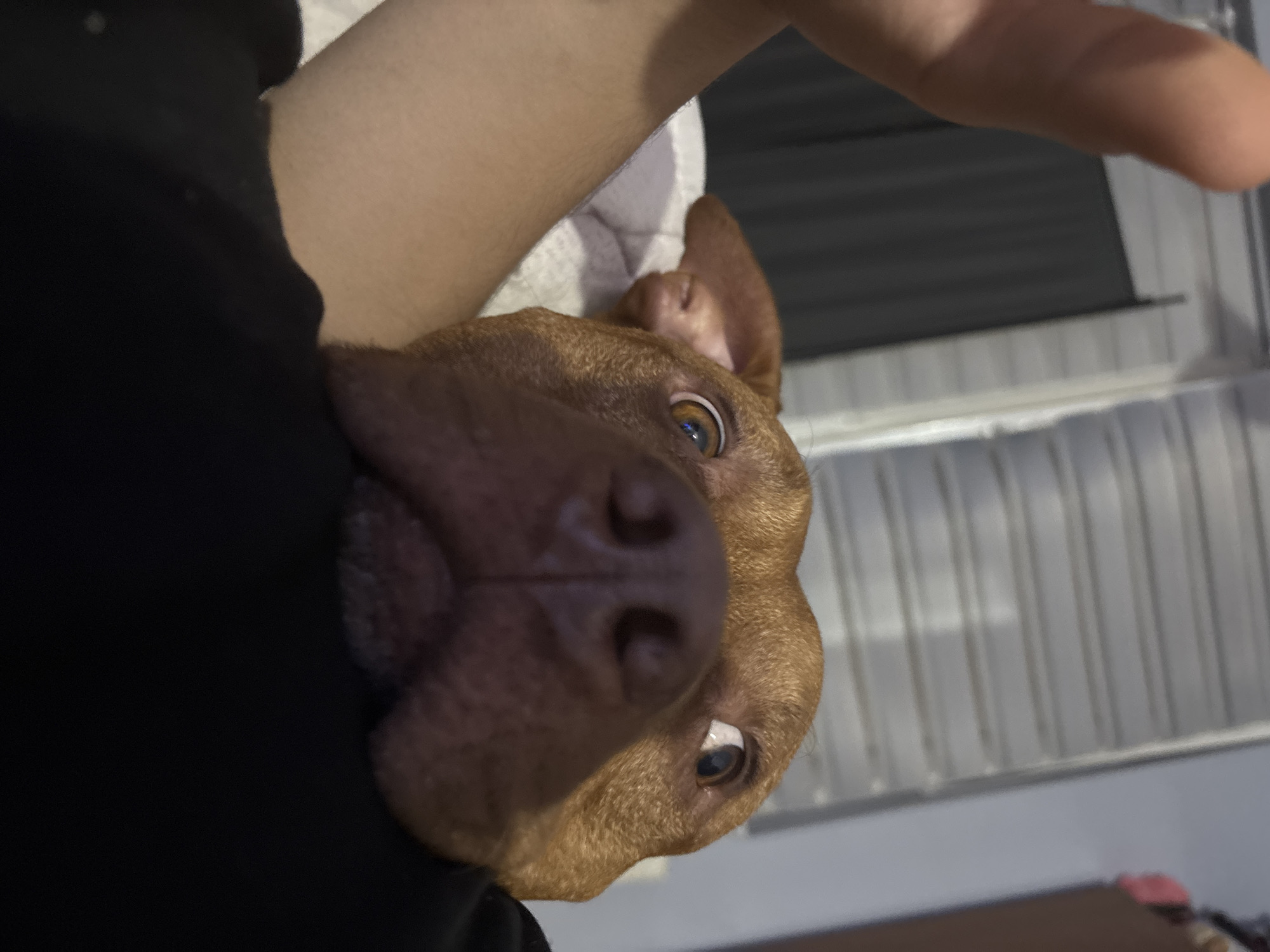 A close-up, low-angle shot shows a brown dog looking up at the camera. The dog has a large, dark brown nose and eyes that appear to be looking towards the viewer. The dog is resting against a light-skinned arm, which is covered by a black garment. A hand is visible at the top right corner. The background consists of white horizontal slats. The image does not contain enough information to determine a specific location in Sofia, Bulgaria.