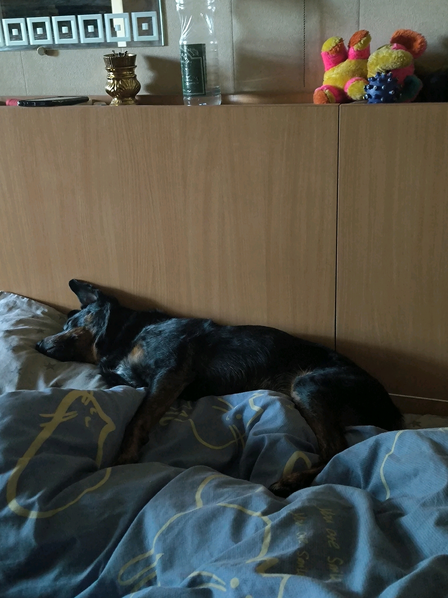 A medium-sized black and tan dog is sleeping on a bed with blue sheets adorned with a yellow cat pattern. The dog is lying on its side, with its head resting on a pillow. The bed appears to be in a bedroom. In the background, a wooden cabinet or wardrobe is visible. On top of the cabinet, there are several objects, including a golden decorative item, a plastic bottle of water, and two stuffed toys, one pink and yellow, the other blue and black. A mirror with a grid pattern is mounted on the wall above the cabinet. There is no indication of the location being in Mykolaiv, Ukraine.