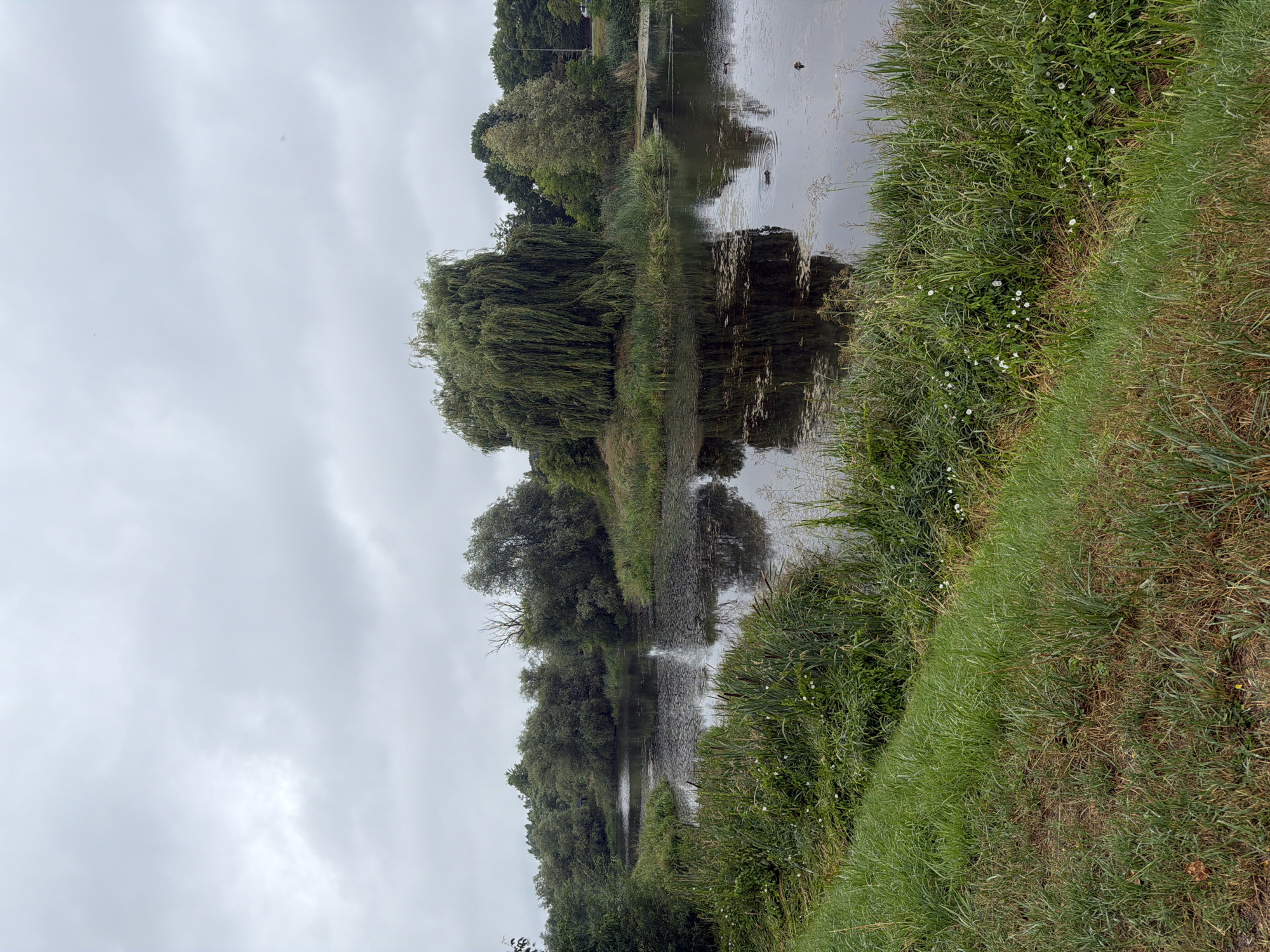 A vertical, slightly blurry shot captures a canal or riverbank on a cloudy day. Lush green grass, dotted with tiny white flowers, lines the right side of the frame, sloping down slightly towards the water. The canal itself is dark and reflects the overcast sky and the dense foliage on the opposite bank.
On the left bank, a large, drooping willow tree dominates the scene, its branches cascading towards the water. Behind it, a variety of other trees create a dense green backdrop. The water appears calm, with a few small ripples and some scattered debris. Two dark specks, possibly ducks, are visible on the water's surface. The overall impression is one of a peaceful, natural setting, likely in a park or a rural area, given the abundant vegetation. The cloudy sky suggests it's daytime, but without direct sunlight. No text is visible in the image.