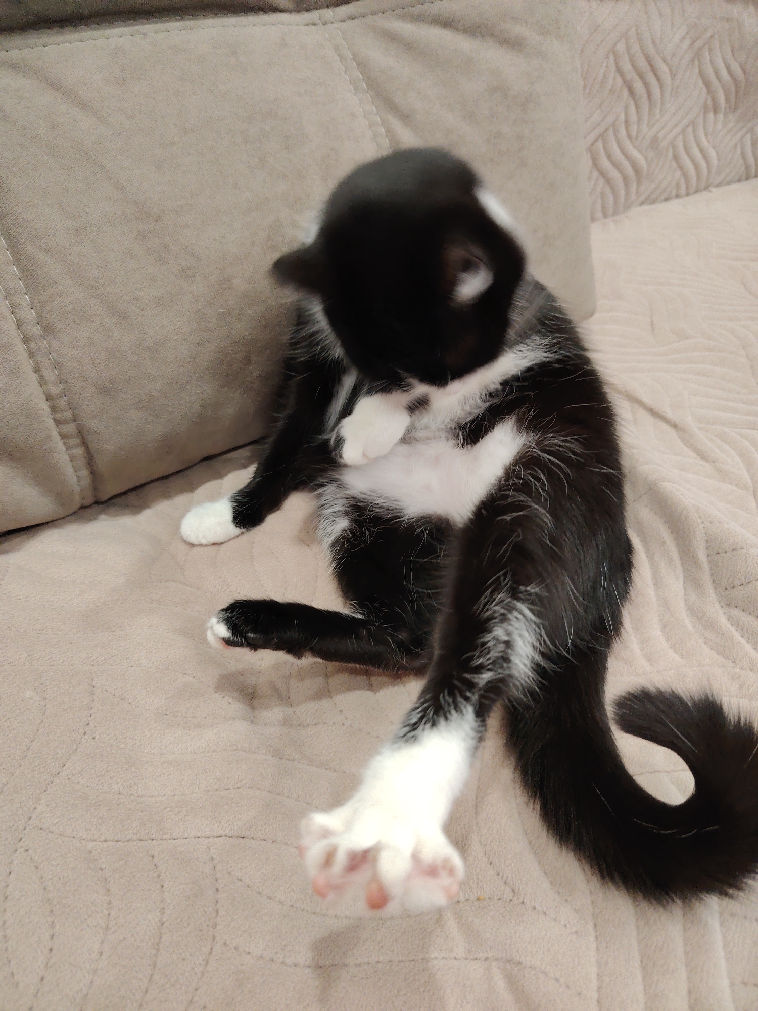 A black and white cat is sitting on a light brown couch. The cat is grooming itself, with its head bent down and one paw raised to its face. The cat has white paws and a long black tail curled up. The couch has a textured pattern and a pillow in the background. The location is indoors and unidentified.