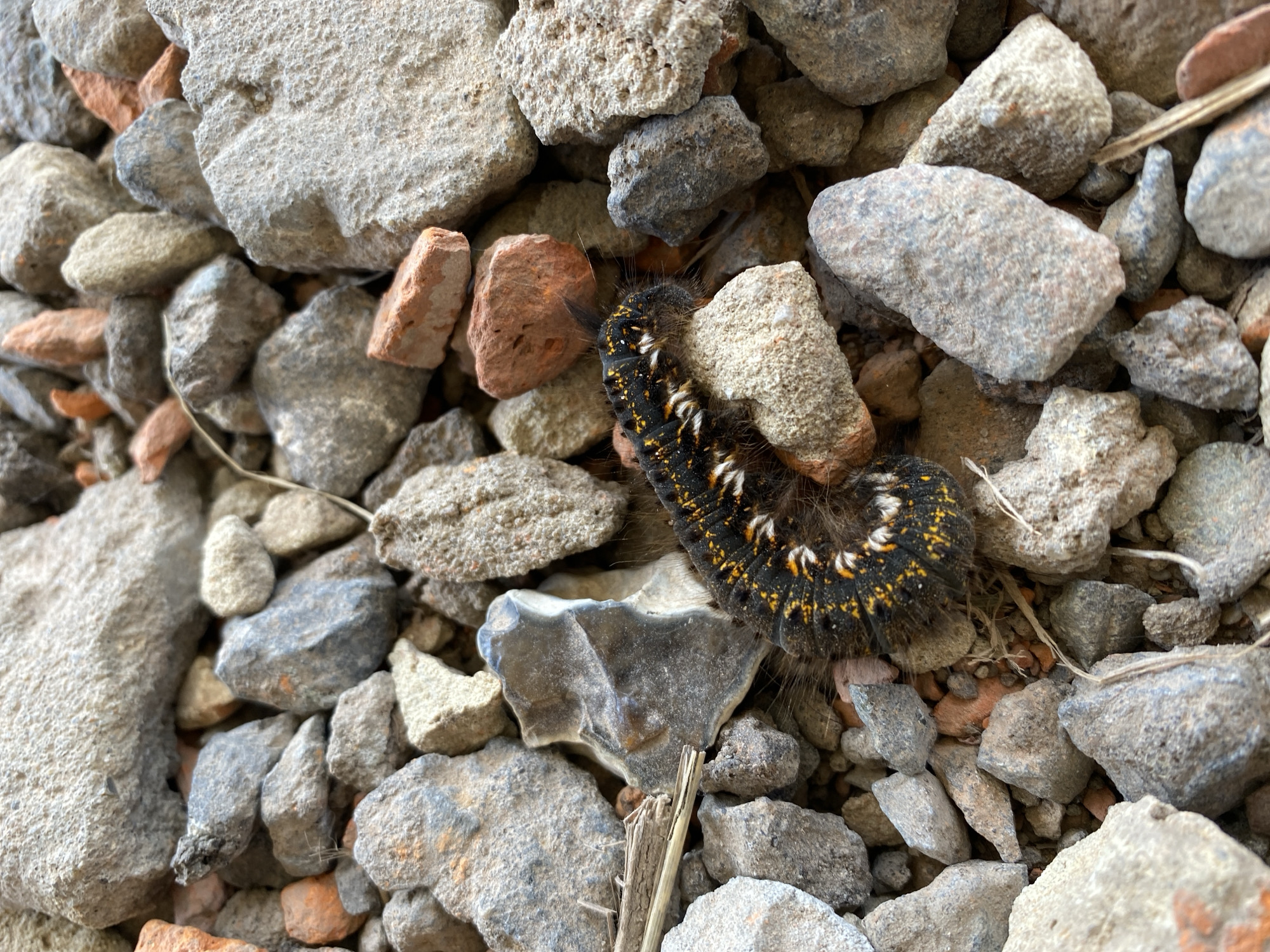 An overhead shot captures a fuzzy black caterpillar with bright yellow markings and white stripes nestled among rough, grey and orange rocks and debris. The caterpillar is curved in a C-shape, its head facing right, and its body is partially obscured by the terrain. The surrounding environment consists of a chaotic mixture of gravel, broken bricks, and larger stones, suggesting an outdoor, possibly urban or construction site setting. The lighting is natural, casting subtle shadows and highlighting the textures of both the caterpillar and the rocky ground. No people are present.