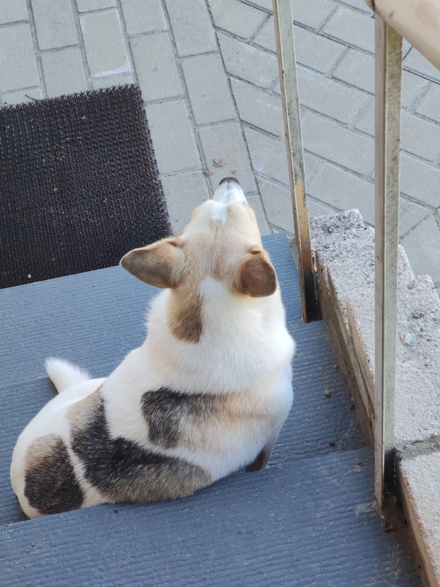 The image depicts a tan, white, and black corgi dog seated on a blue painted concrete step, with its back to the viewer and its head tilted upward. The dog is positioned next to a metal railing that leads up the stairs. To the left of the dog, a dark brown rectangular doormat is visible on the pavement. The ground surrounding the doormat and stairs is paved with grey bricks. The scene is bathed in natural light, suggesting it is outdoors during the daytime. The location is Unknown, Unknown.
