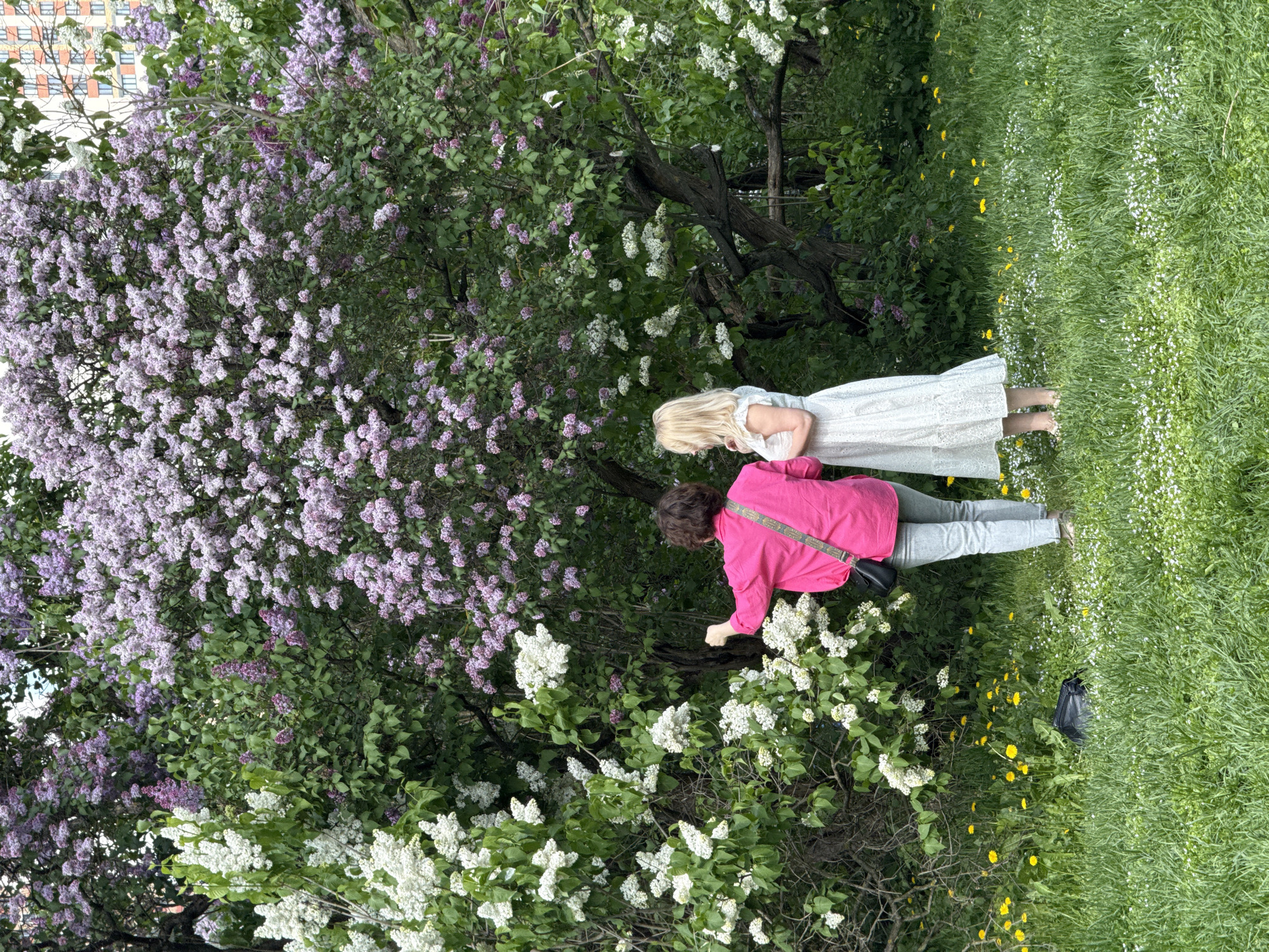 Two women are outdoors in a green space with flowering bushes. One woman with blonde hair, wearing a white dress, stands next to a woman in a pink shirt and gray pants, who is bending over towards a white flowering bush. Lilac-colored flowering bushes are also visible. The green space includes grass with small white and yellow flowers. A black bag is on the ground near the woman in the pink shirt. The background includes a building, which suggests an urban environment. The location is Moscow, Russia.