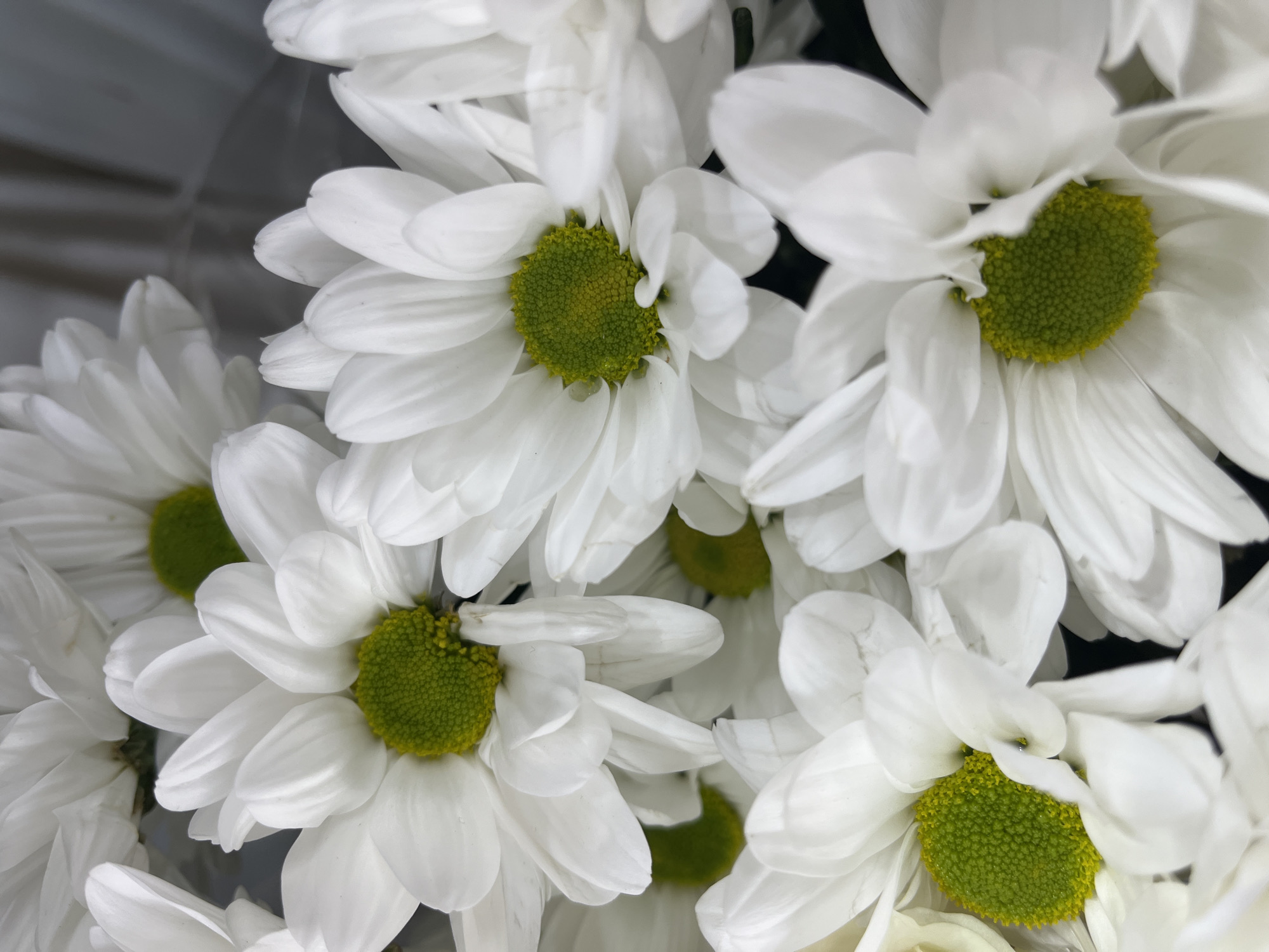A close-up shot captures a bouquet of white chrysanthemums with vibrant green centers. The flowers are densely packed, with delicate white petals radiating outwards. The focus is sharp on the floral arrangement, with the background softly blurred, hinting at a neutral indoor environment.